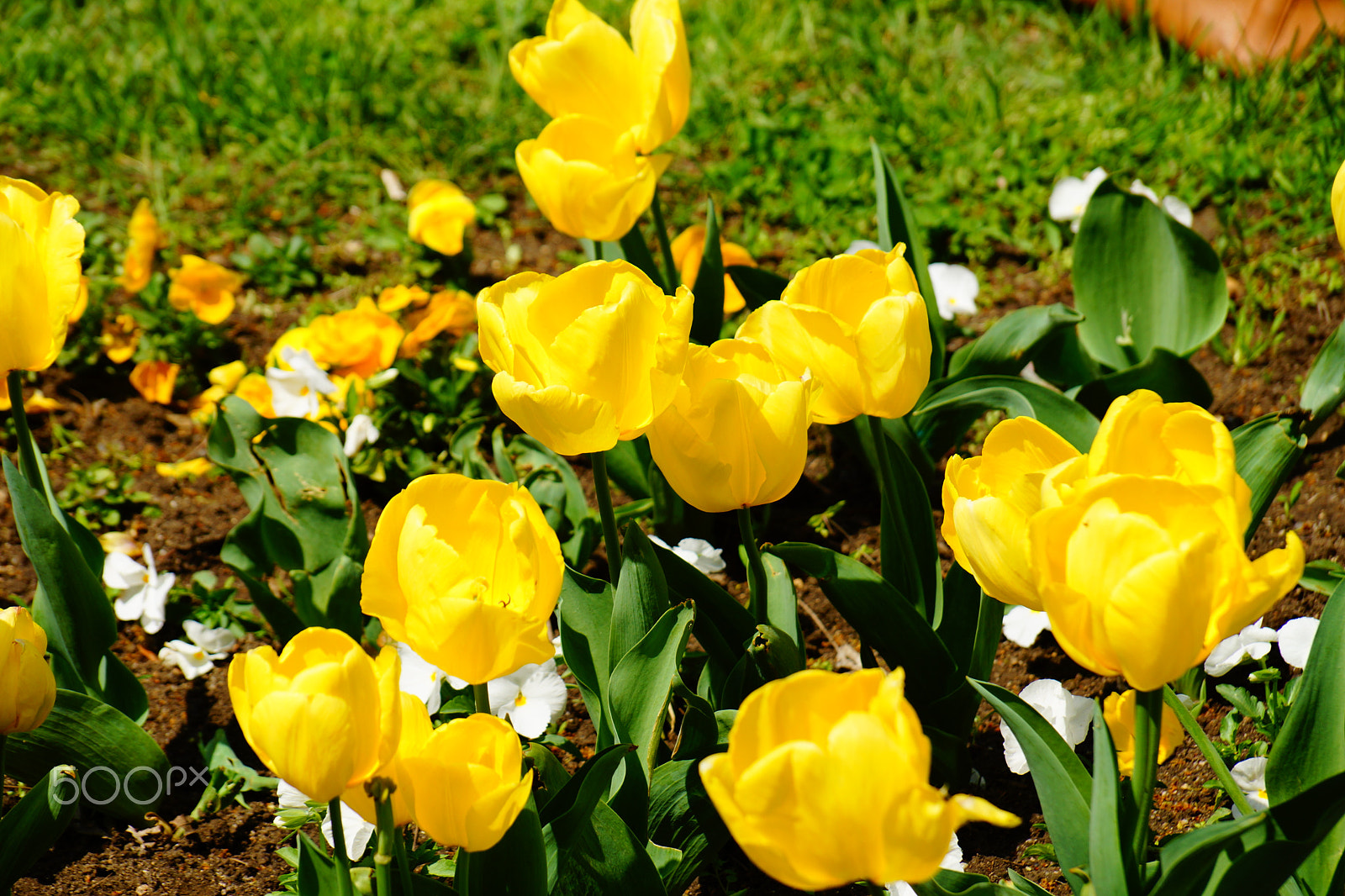 Sony DT 18-135mm F3.5-5.6 SAM sample photo. Yellow tulips photography