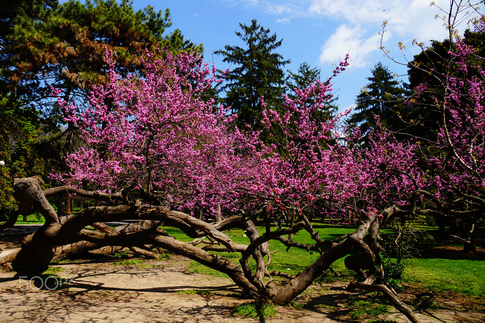 Sony DT 18-135mm F3.5-5.6 SAM sample photo. Crawling tree in varna sea garden photography