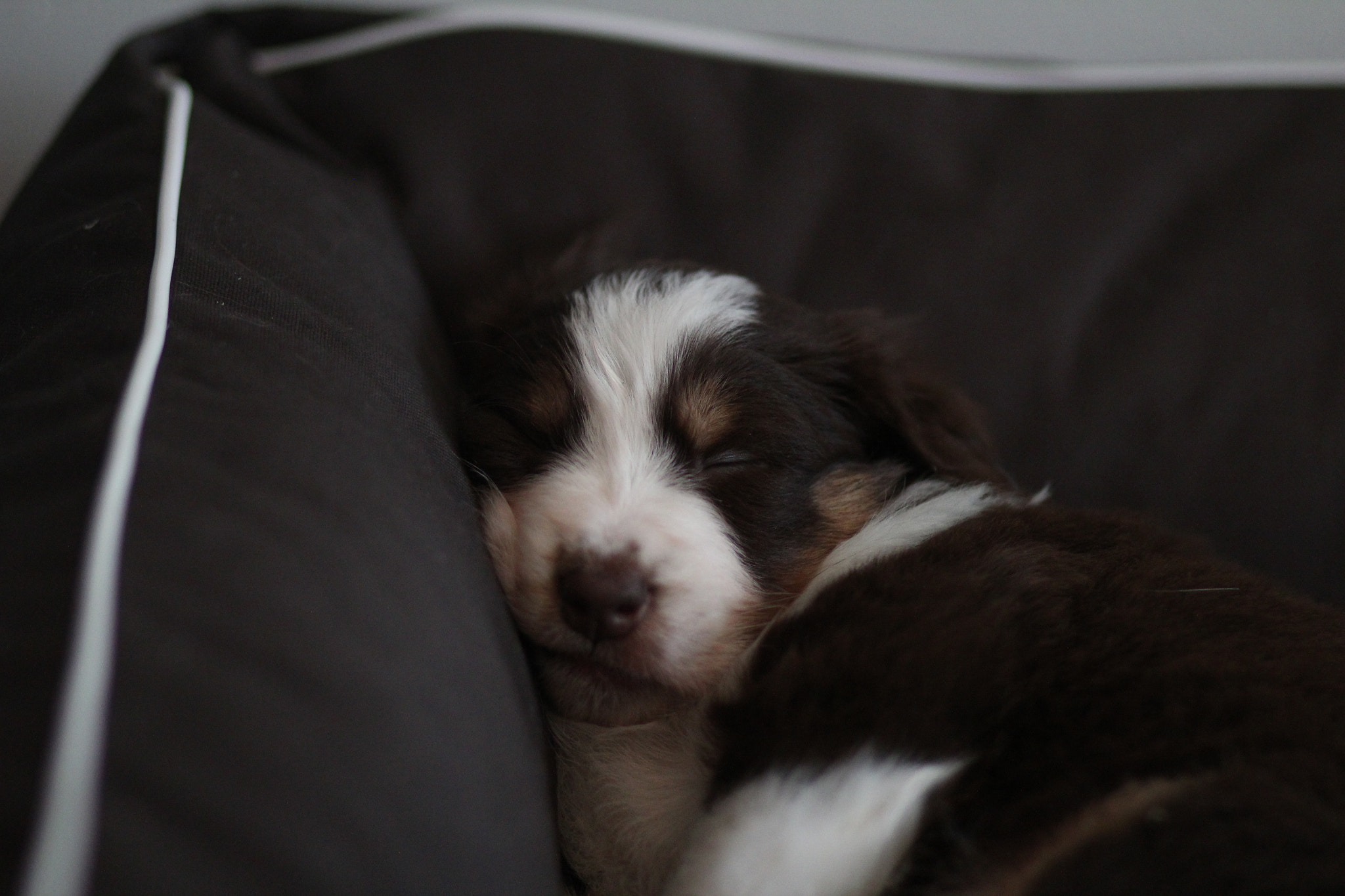 Canon EOS 600D (Rebel EOS T3i / EOS Kiss X5) + Canon EF 85mm F1.8 USM sample photo. Sleeping angel photography