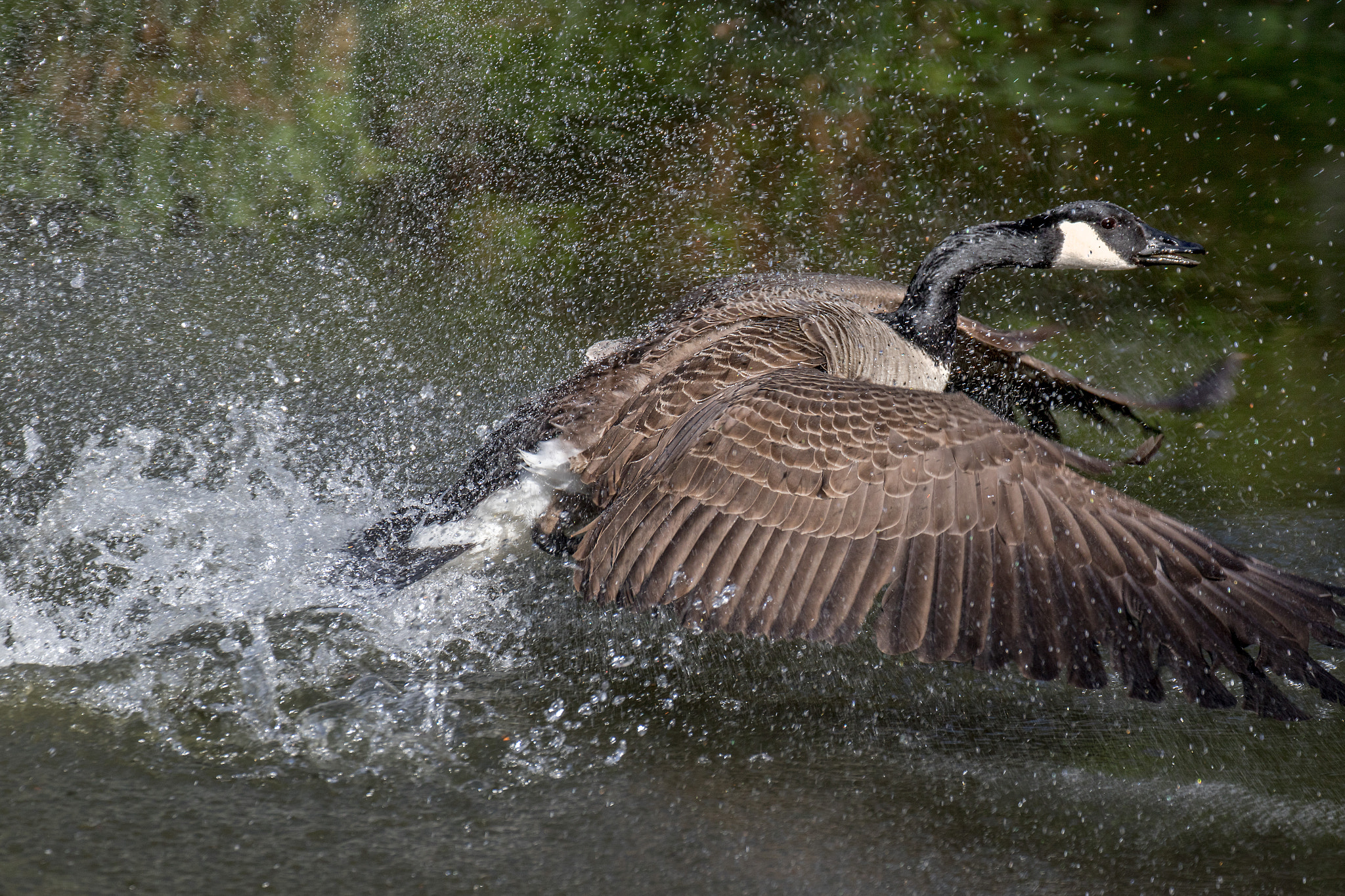 Canon EF 70-300mm F4-5.6L IS USM sample photo. Wild goose photography