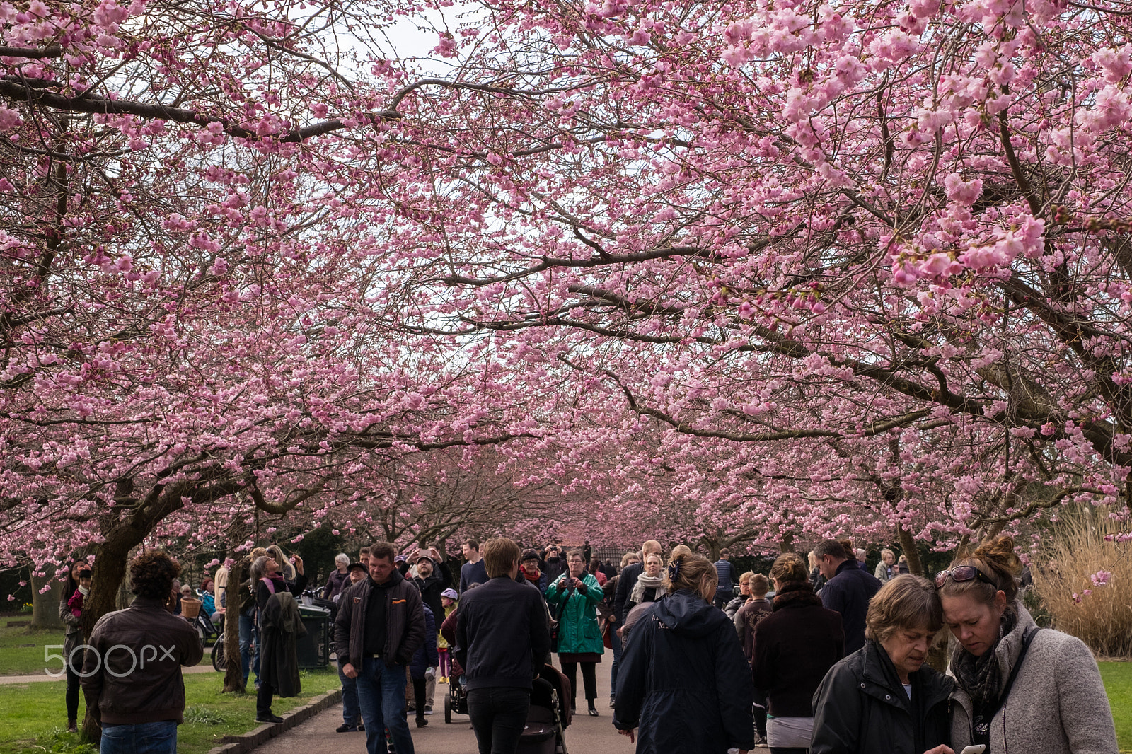 Fujifilm X-T1 sample photo. Cherry blossoms #3 photography