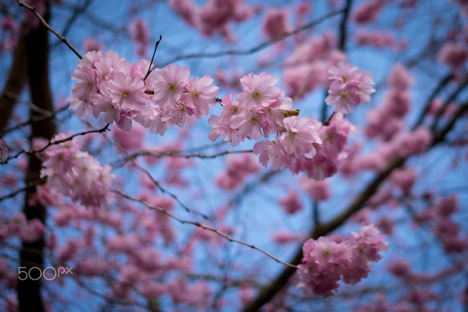 Fujifilm X-T1 + Fujifilm XF 23mm F2 R WR sample photo. Cherry blossoms #1 photography