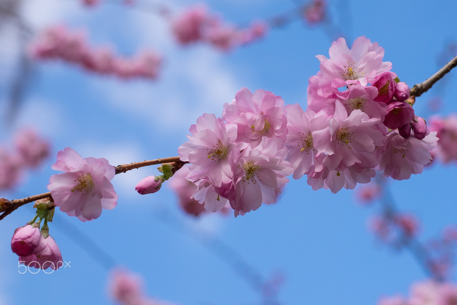 Fujifilm X-T1 sample photo. Cherry blossoms #2 photography