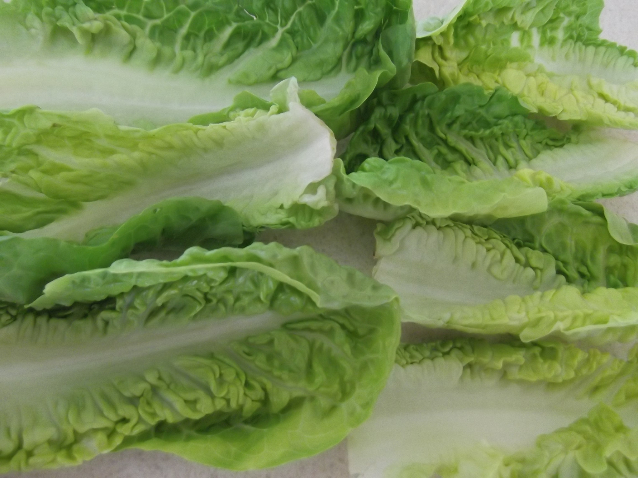 Fujifilm FinePix T350 sample photo. Baby gem lettuce photography