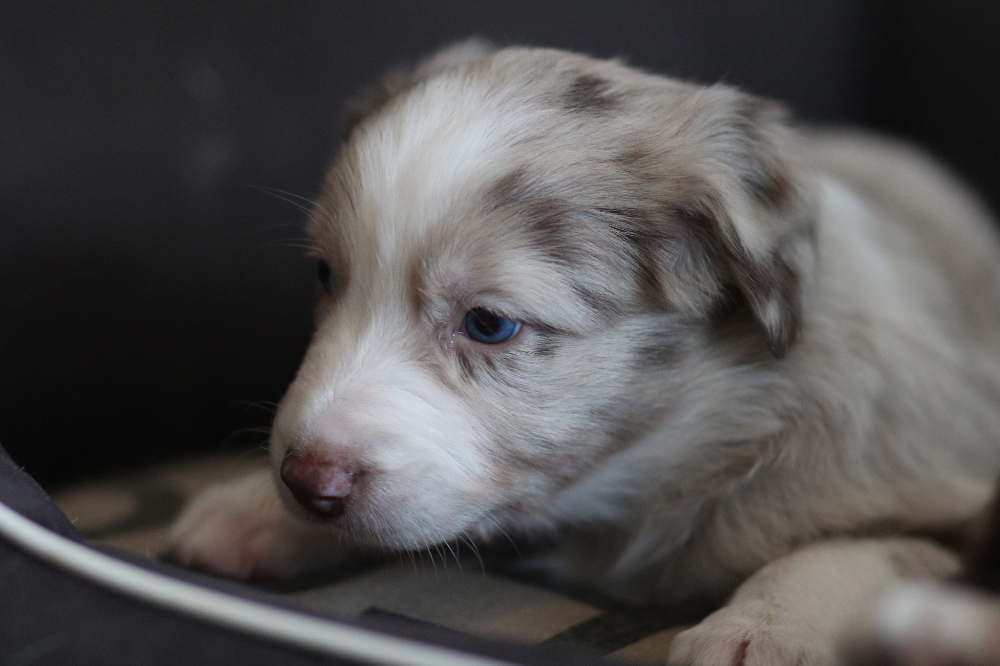 Canon EOS 600D (Rebel EOS T3i / EOS Kiss X5) + Canon EF 85mm F1.8 USM sample photo. Why'd you wake me up? photography