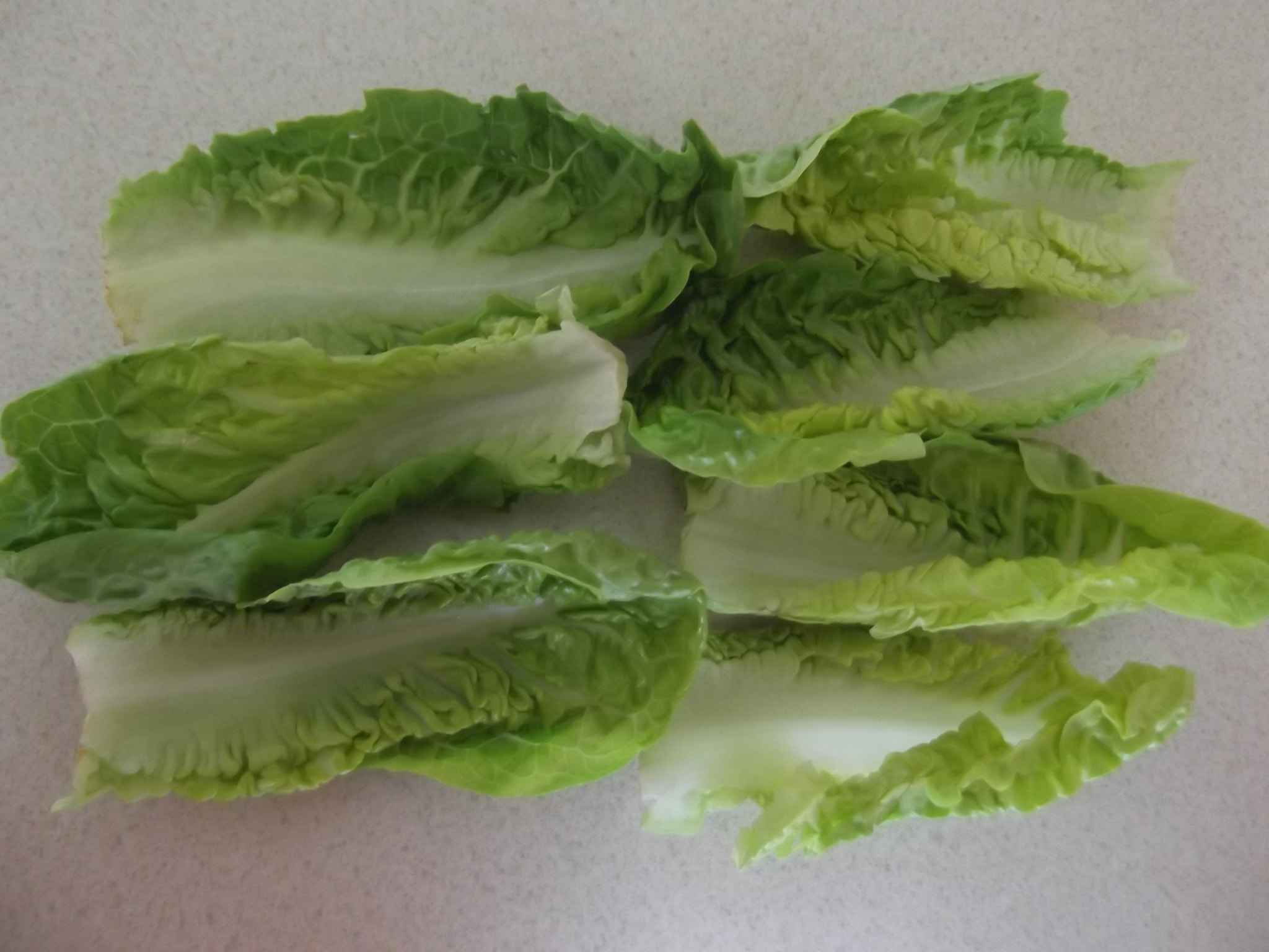 Fujifilm FinePix T350 sample photo. Baby gem lettuce photography