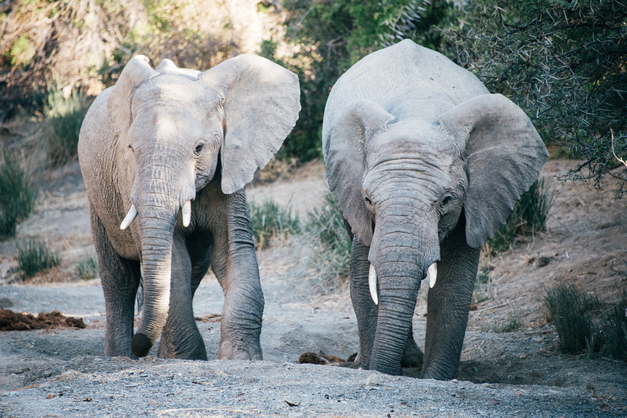 Nikon D810 sample photo. Kuzuko elephant pack ii photography