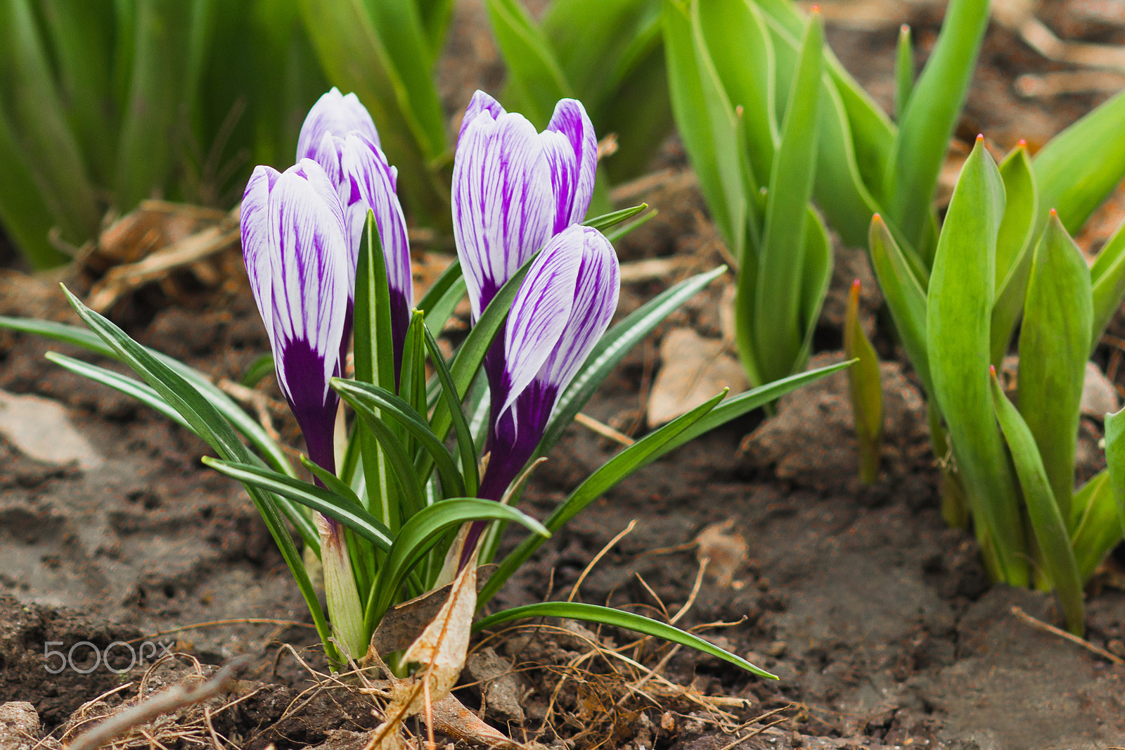 Canon EOS 600D (Rebel EOS T3i / EOS Kiss X5) + Canon EF 85mm F1.8 USM sample photo. Violet crocus on the flowerbed, soft focus background photography