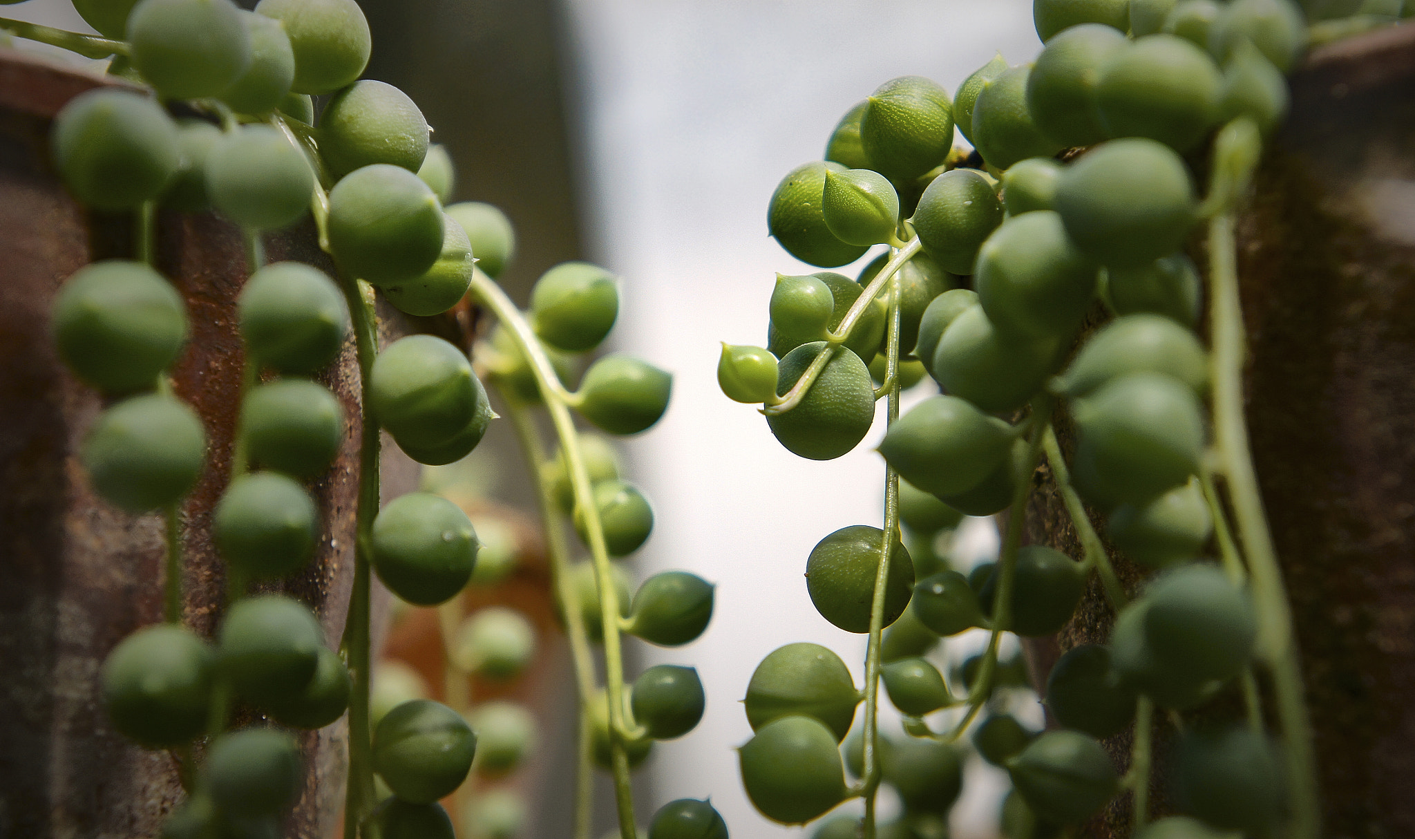 Sony Alpha NEX-C3 sample photo. Succulent photography