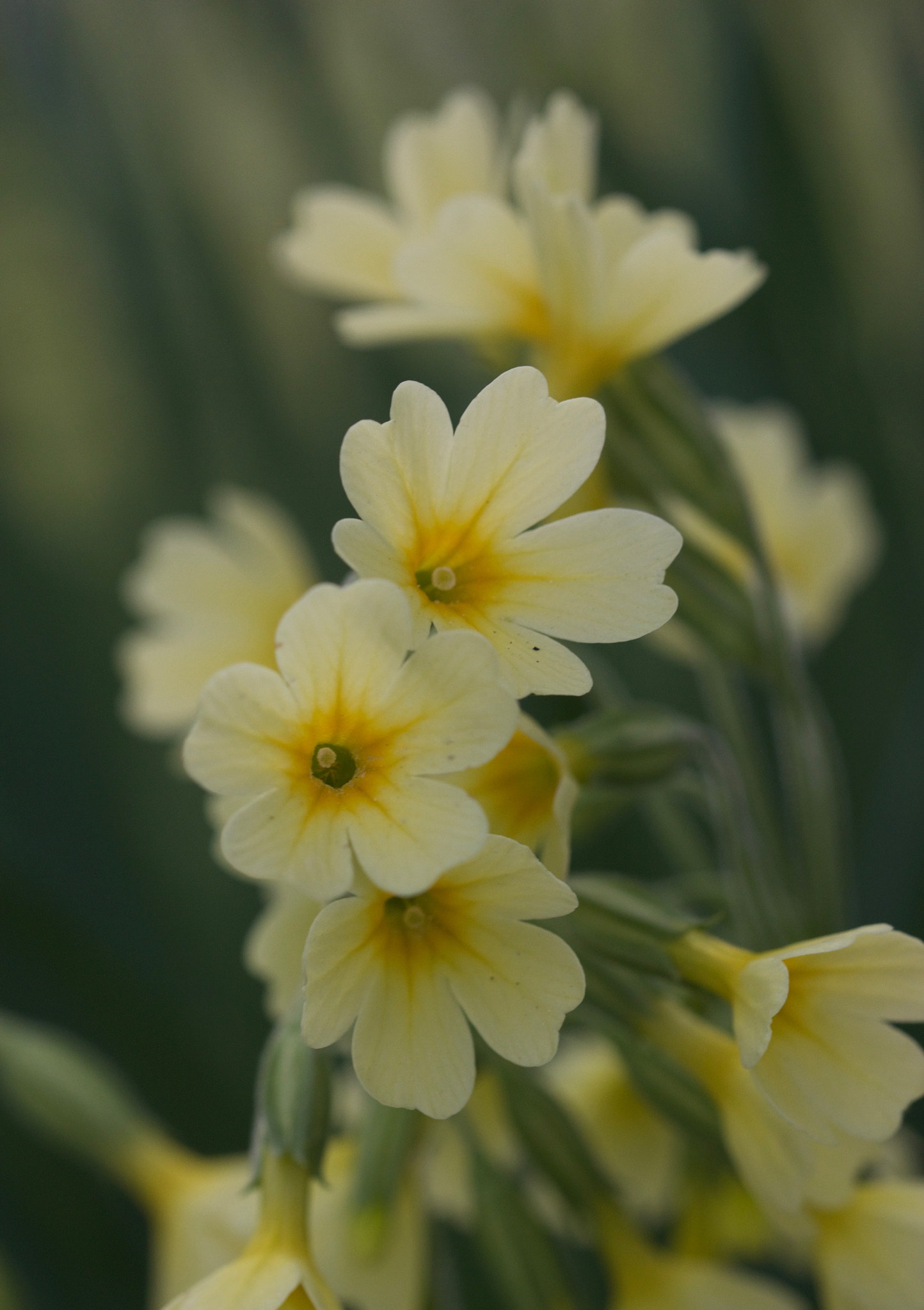 Canon EOS 650D (EOS Rebel T4i / EOS Kiss X6i) + Canon EF 100mm F2.8L Macro IS USM sample photo. Cowslip photography