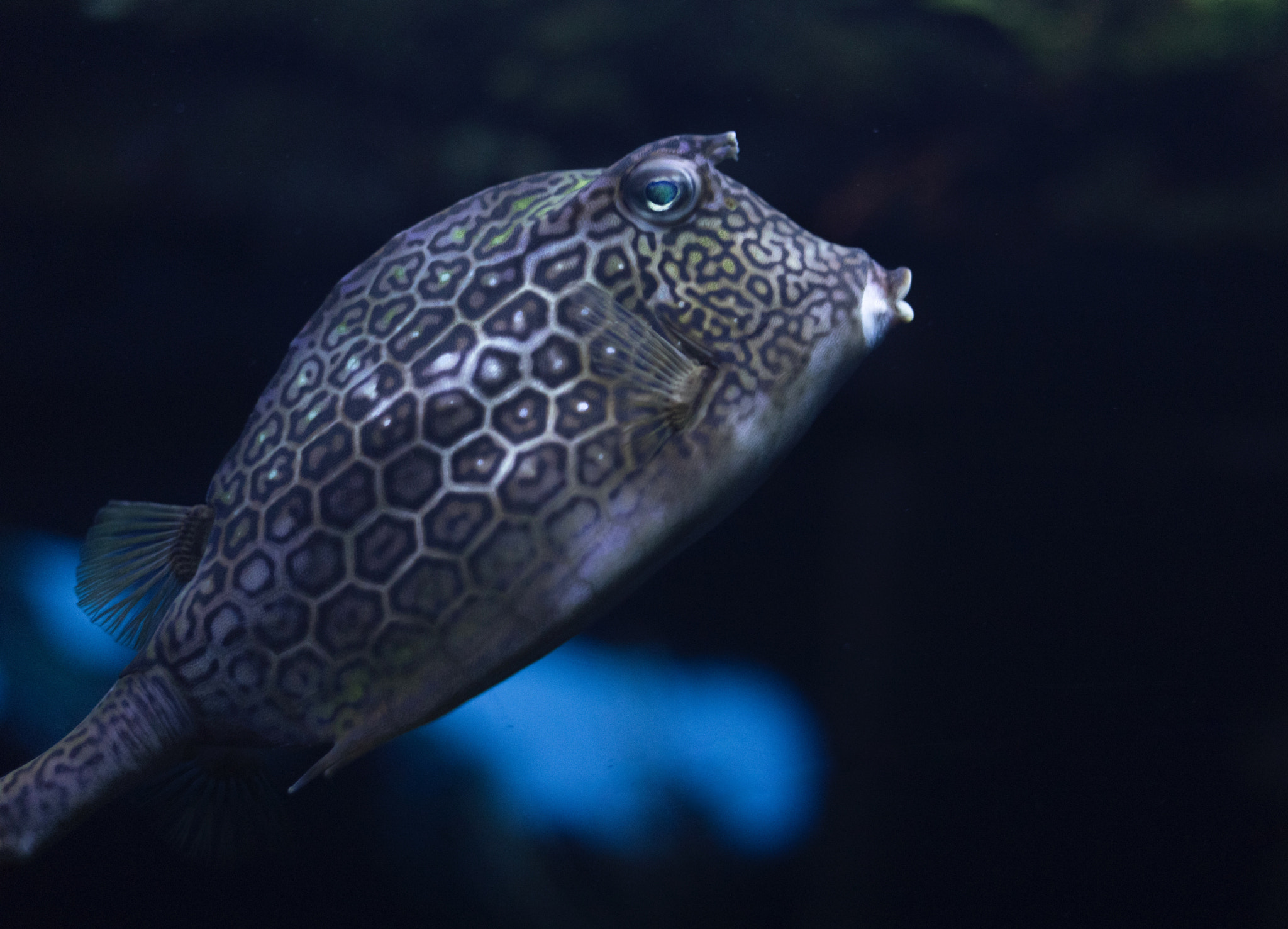 Canon EF 50mm F1.8 STM sample photo. National aquarium photography