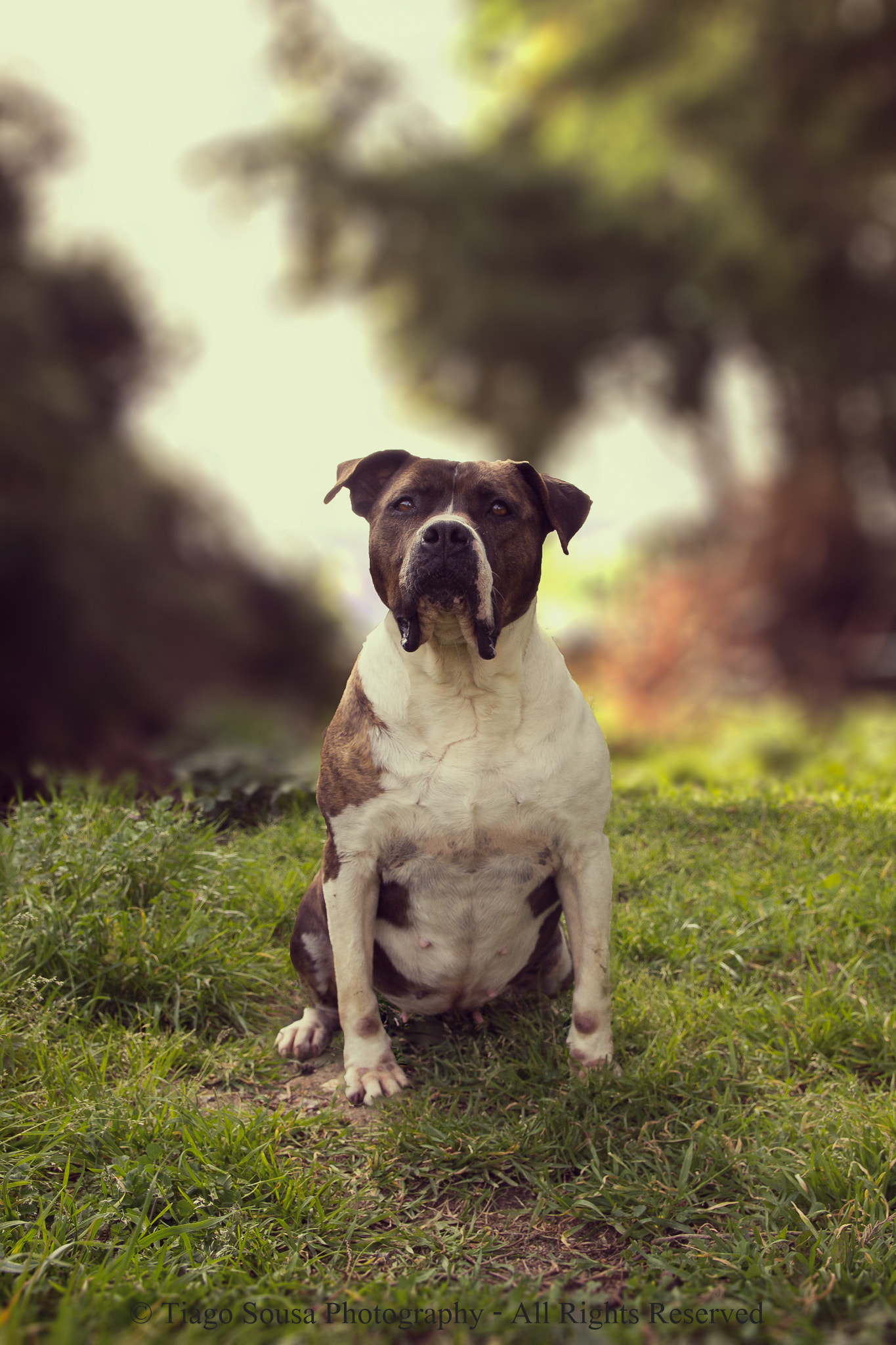 Canon EF-S 17-55mm F2.8 IS USM sample photo. Buddy photography