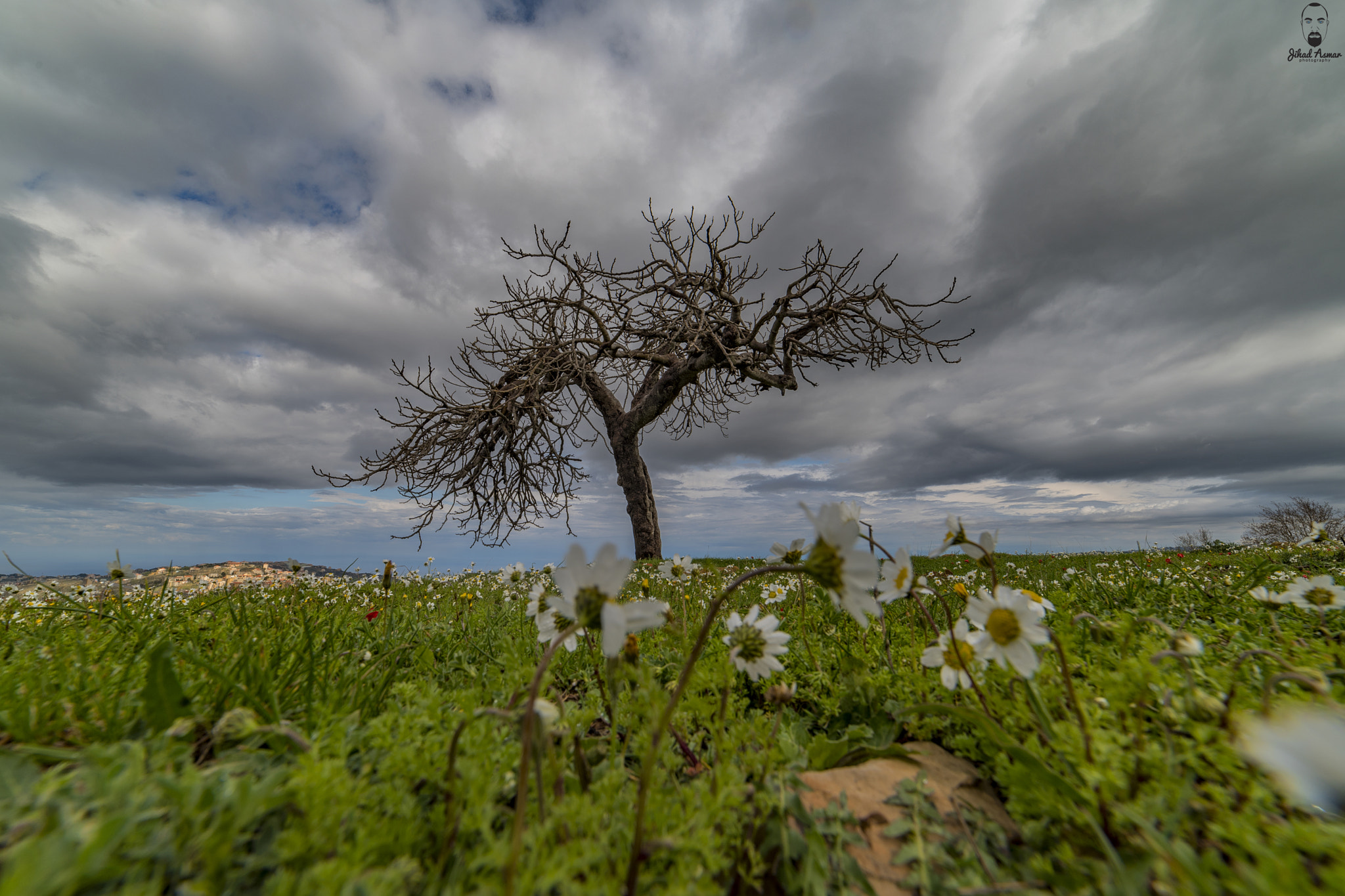 Samyang 14mm F2.8 ED AS IF UMC sample photo. My lonely tree - lebanon photography