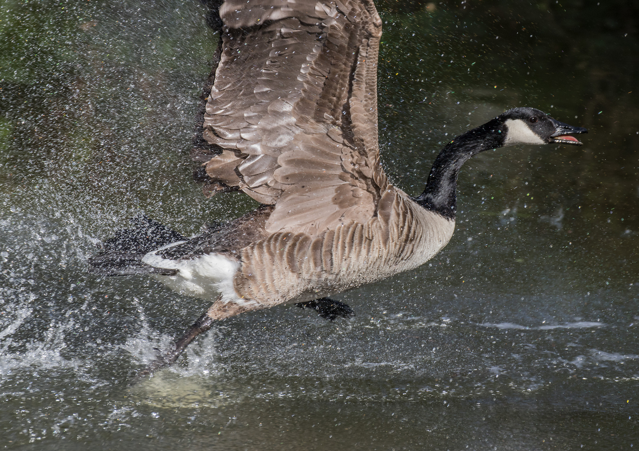 Canon EF 70-300mm F4-5.6L IS USM sample photo. Run....buddy photography