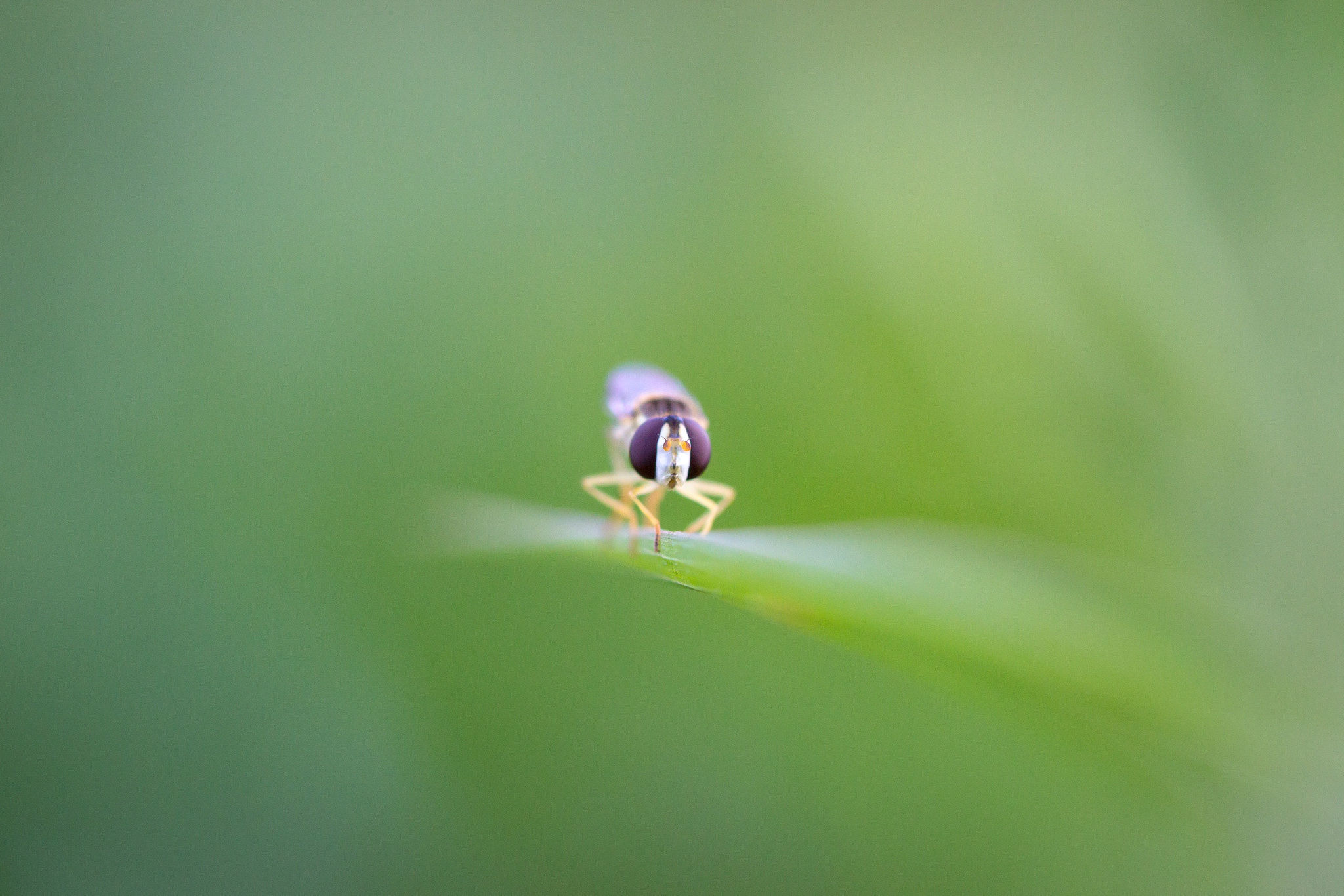 Canon EF 100mm F2.8 Macro USM sample photo. Face to face photography