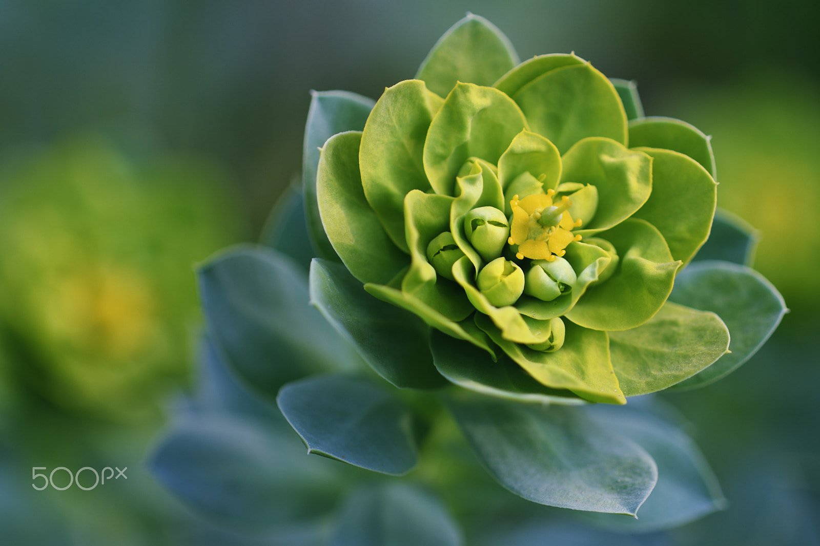 Nikon D500 + Nikon AF Micro-Nikkor 200mm F4D ED-IF sample photo. Euphorbia myrsinites photography