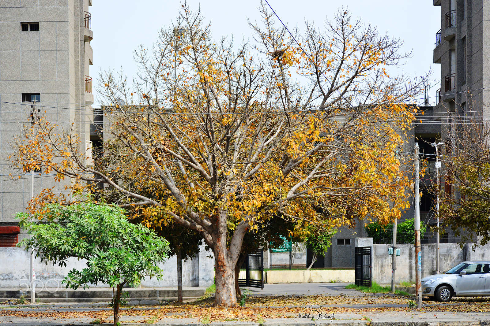 Nikon D5200 sample photo. Autumn tree photography