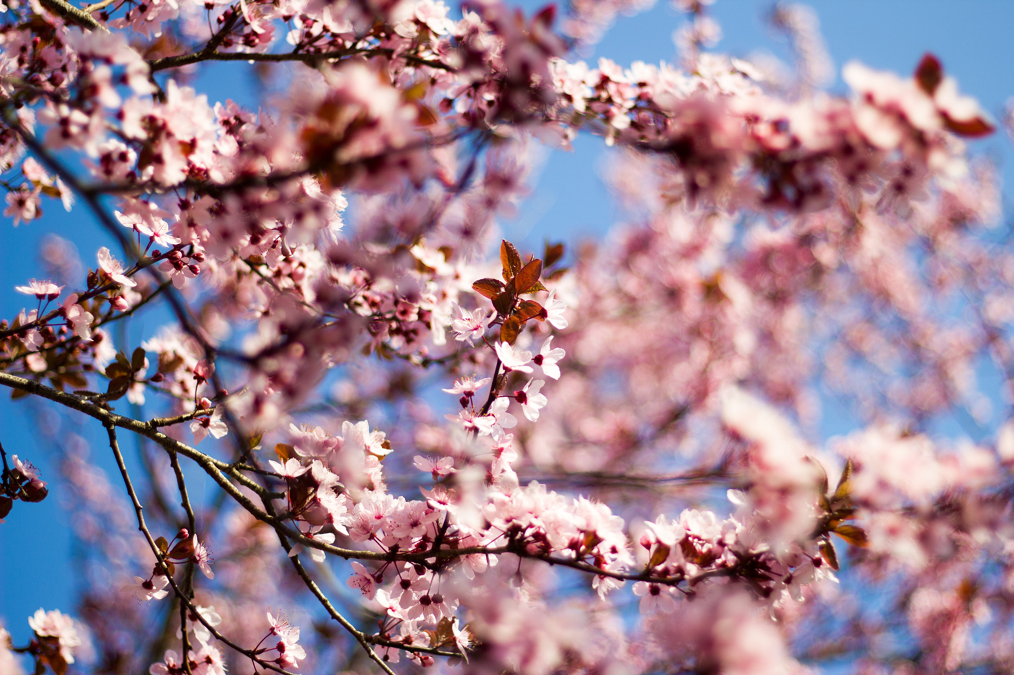 Canon EOS 550D (EOS Rebel T2i / EOS Kiss X4) + Canon EF 50mm F1.8 STM sample photo. Springtime photography