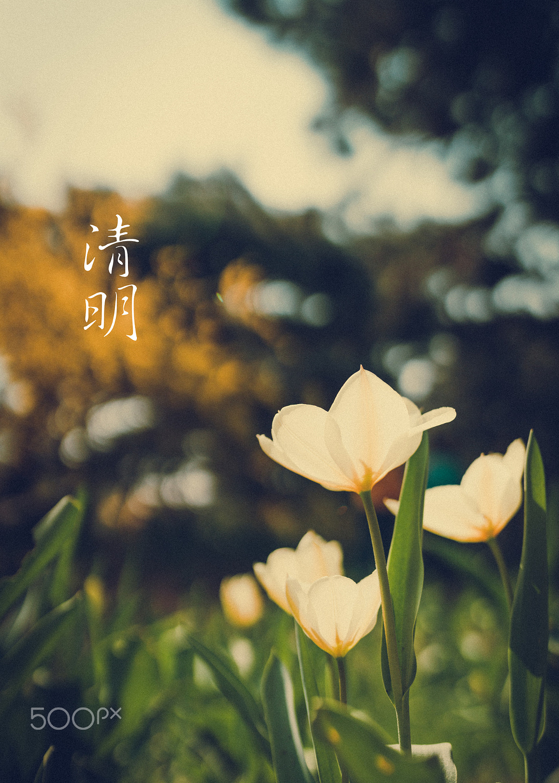 Sony a7R II + Canon EF 35mm F1.4L II USM sample photo. 清明 photography