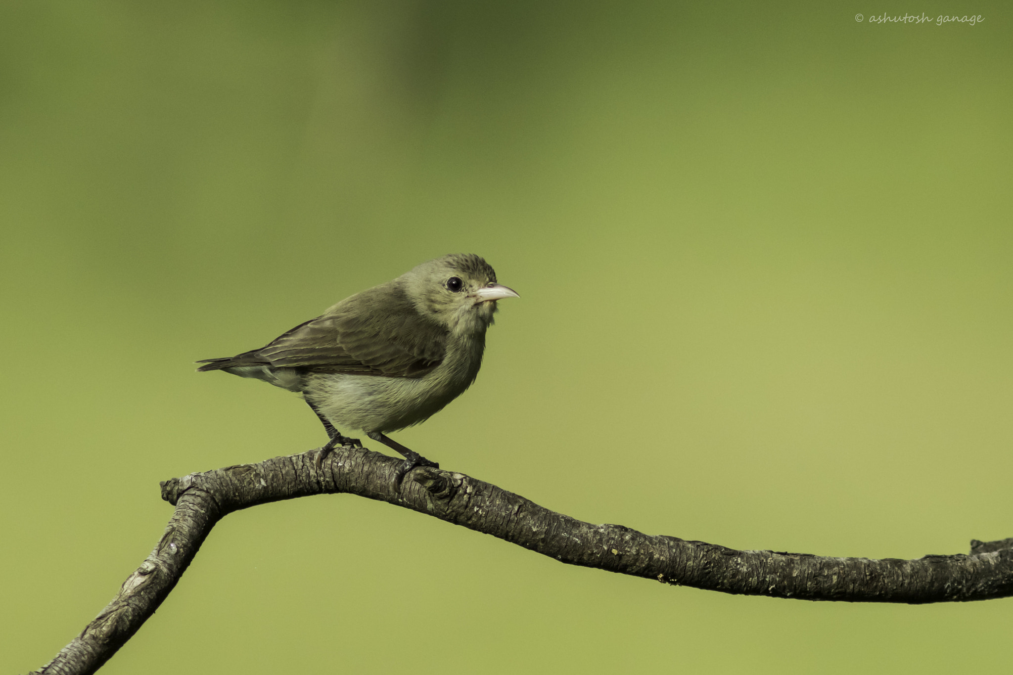 Canon EOS 7D Mark II + Canon EF 300mm F4L IS USM sample photo. Pale billed flowerpecker photography