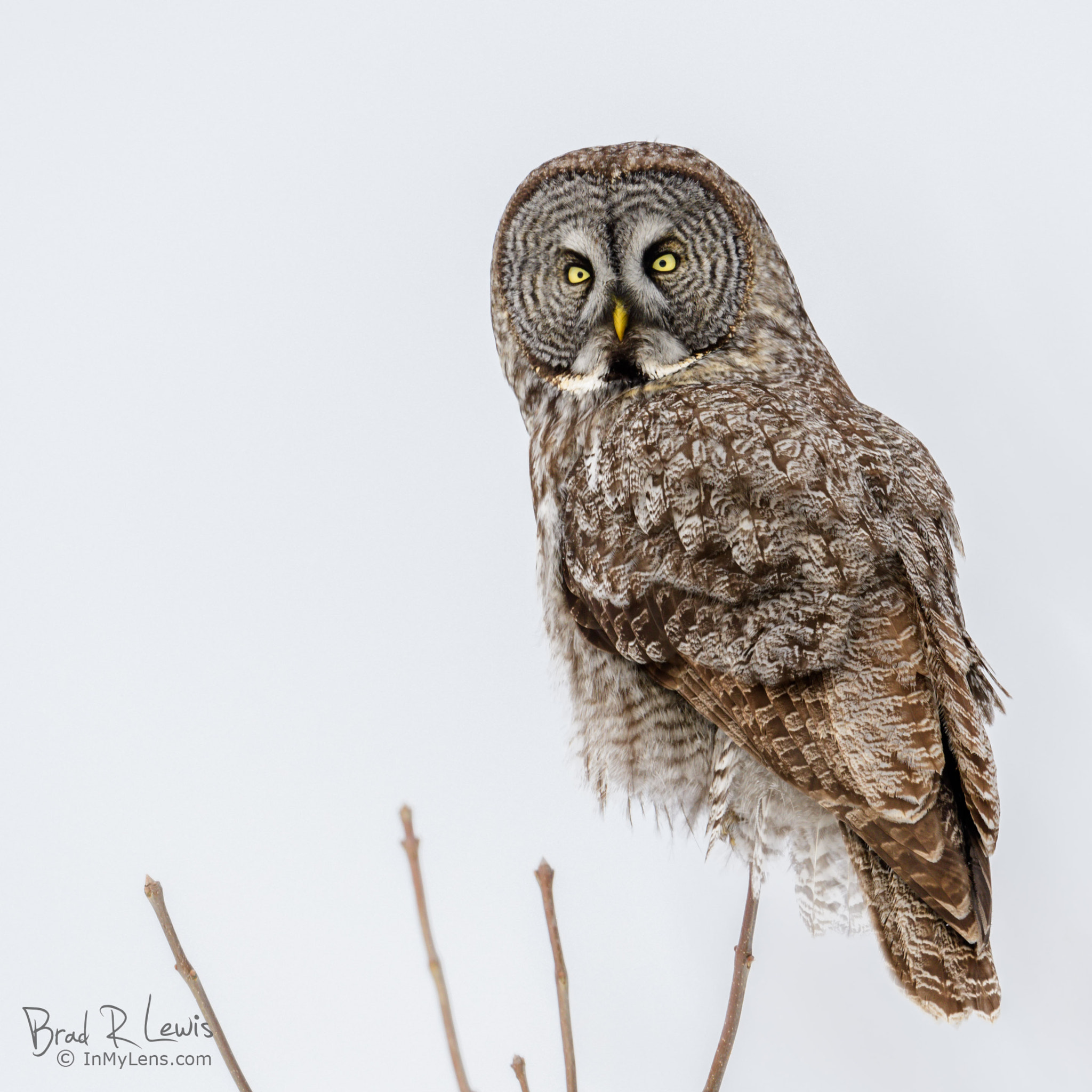 Nikon D5 sample photo. Great gray owl winters day photography