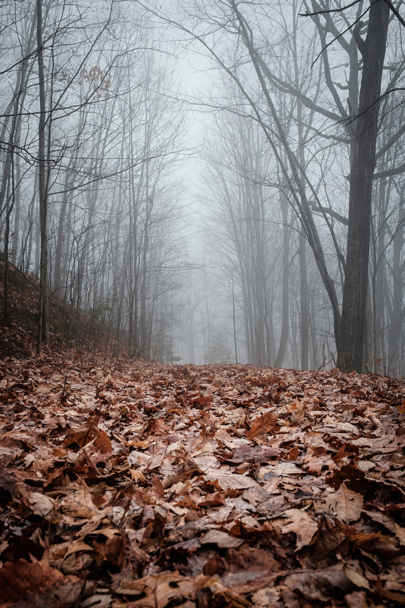 Fujifilm X-T1 sample photo. Rolling fog in blue ridge mountains photography