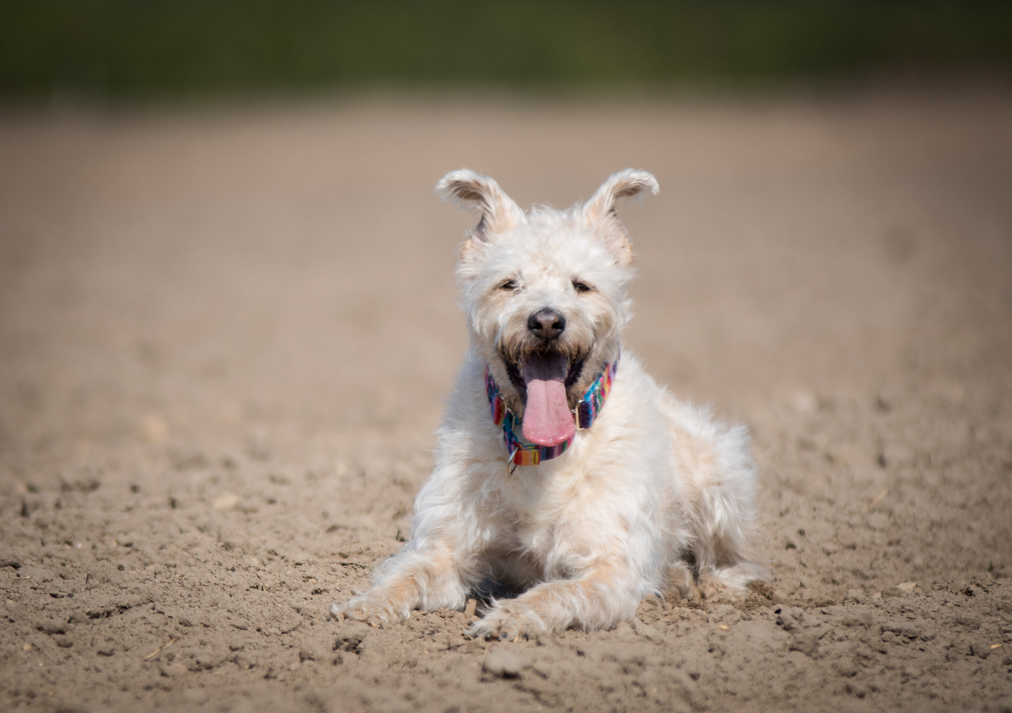 Nikon D5500 sample photo. Tired and happy photography