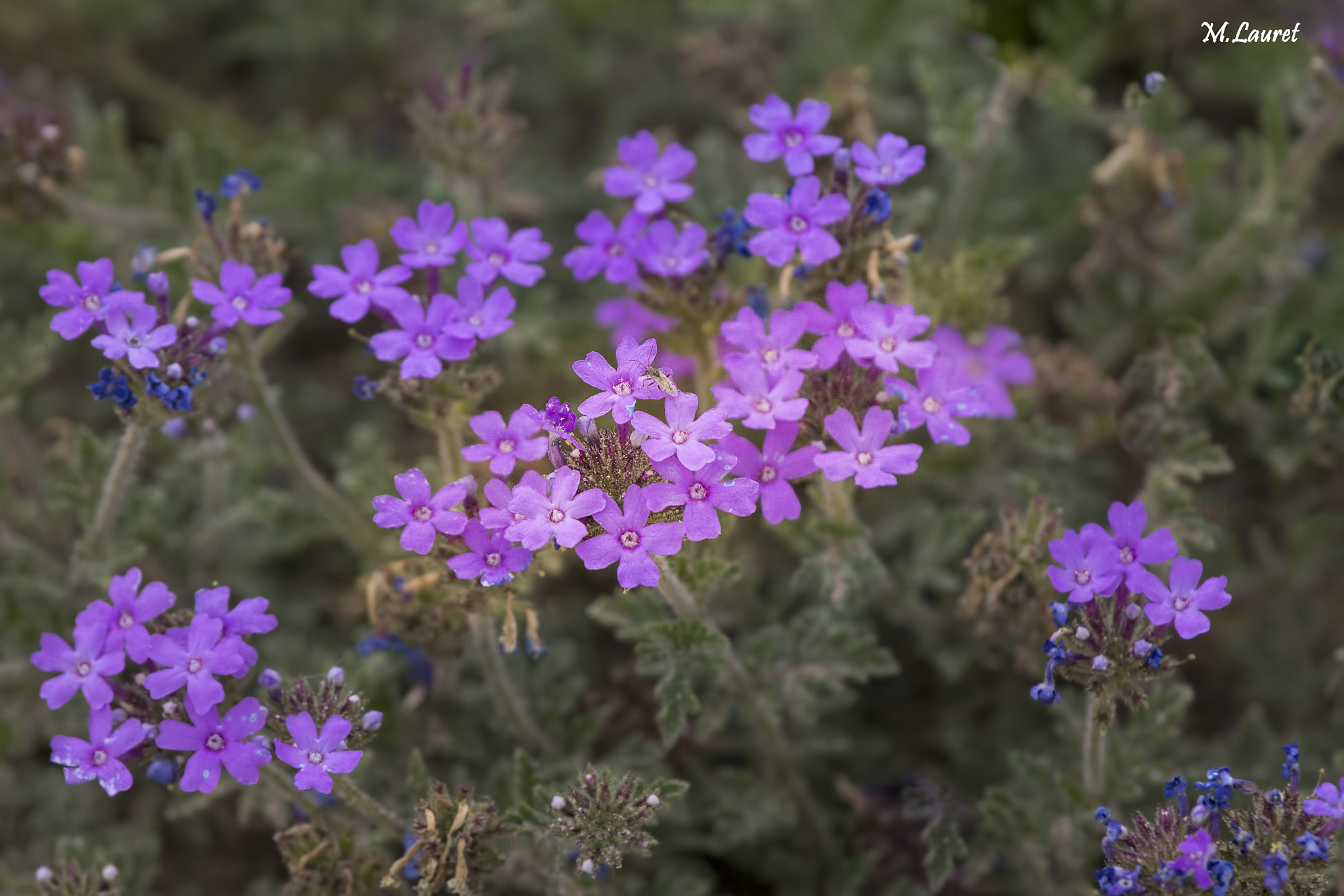 Canon EF 100-400mm F4.5-5.6L IS USM sample photo. Flores violetas -  violet flowers photography