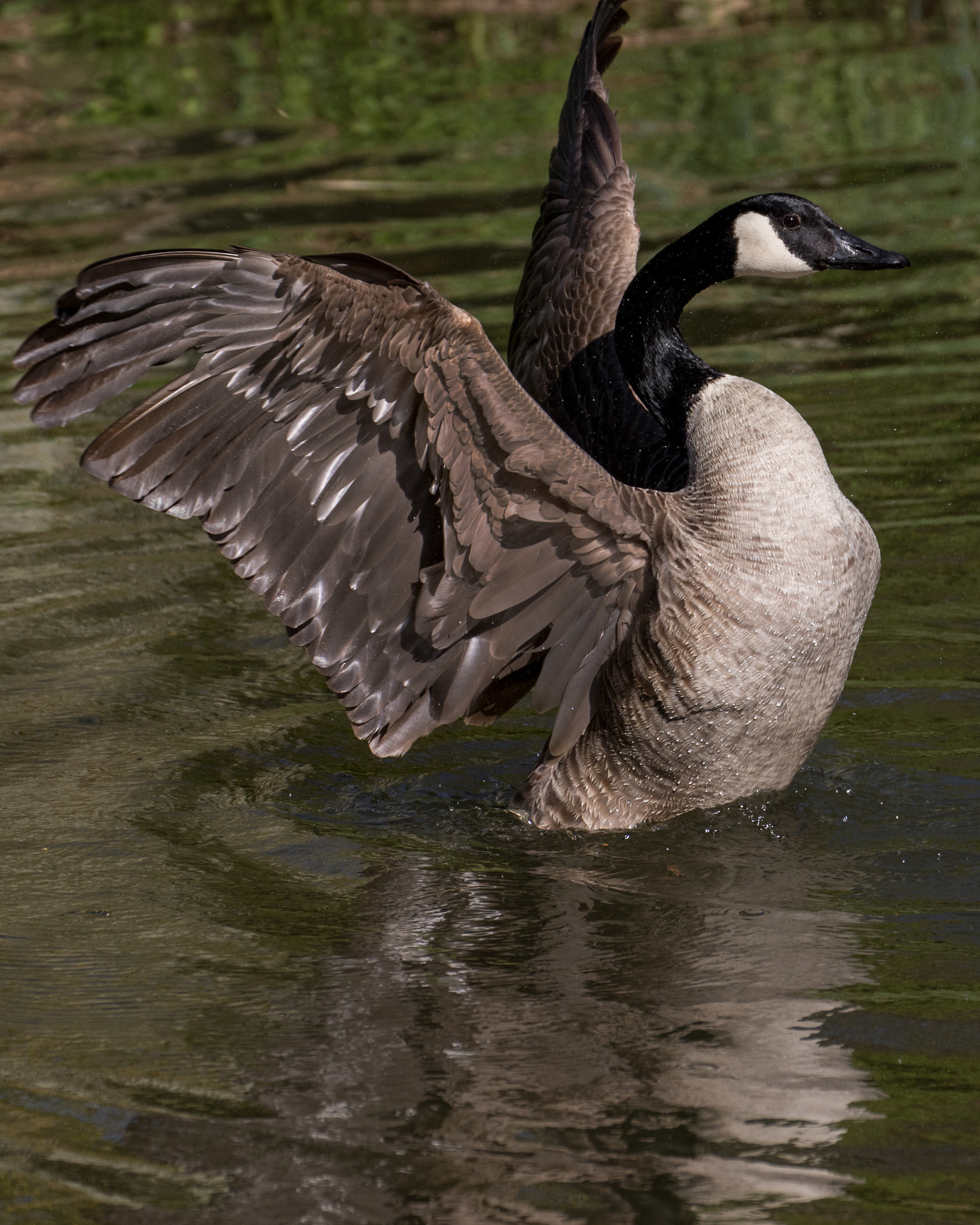 Canon EF 70-300mm F4-5.6L IS USM sample photo. Proud photography