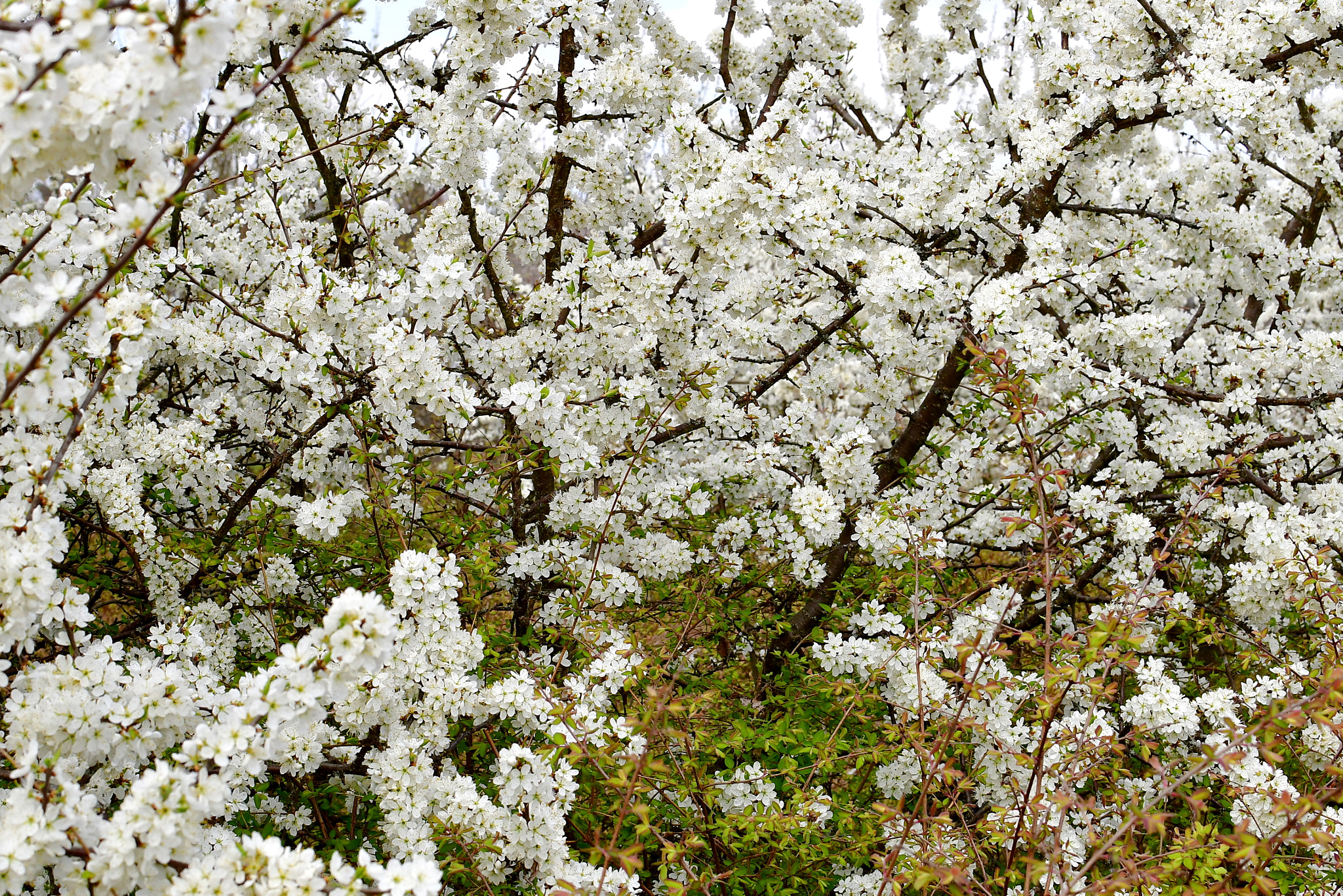 Nikon D500 + Nikon AF-S DX Nikkor 35mm F1.8G sample photo. Again springtime photography