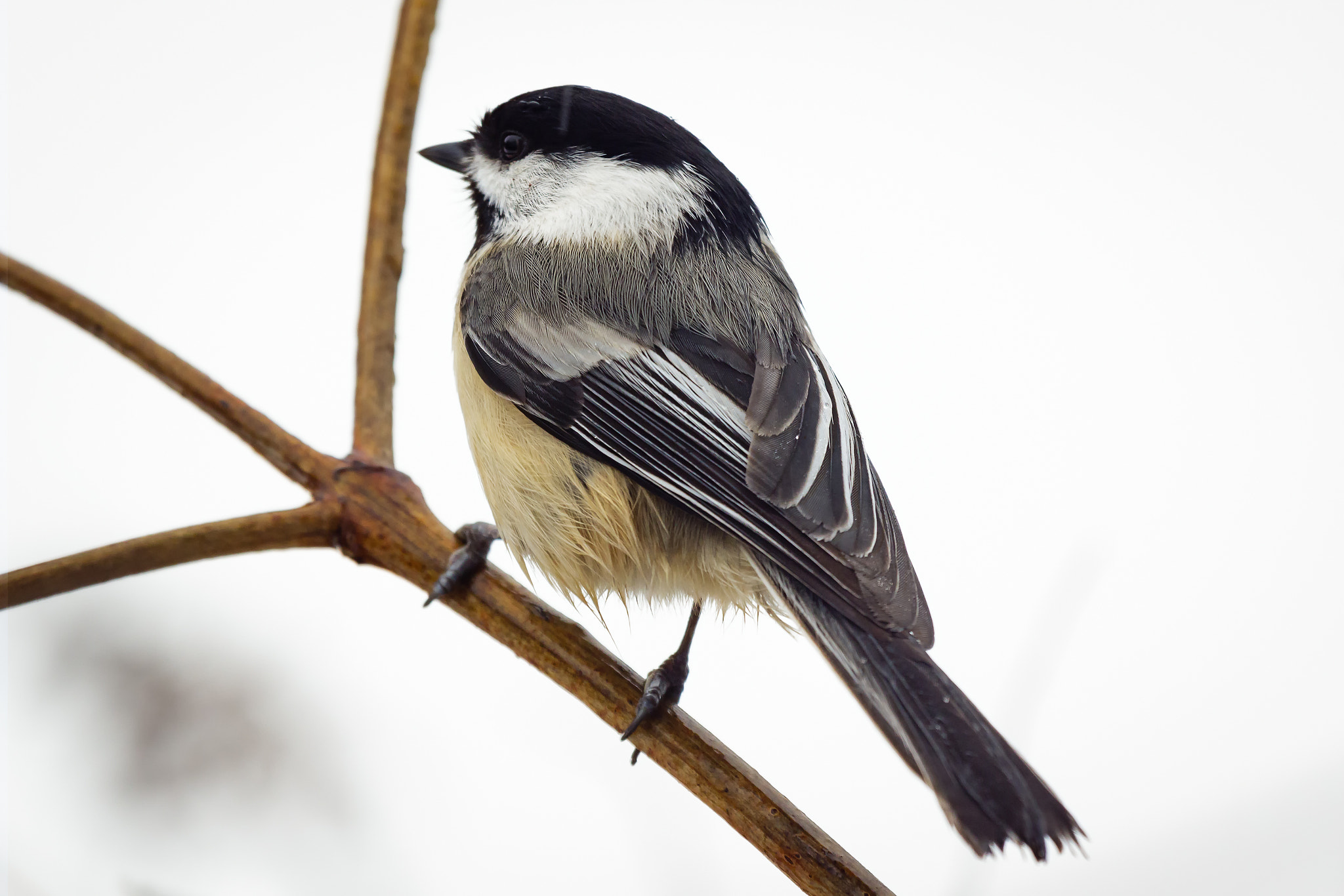 Canon EOS 7D Mark II + Canon EF 100-400mm F4.5-5.6L IS USM sample photo. Early spring black-capped chickadee photography