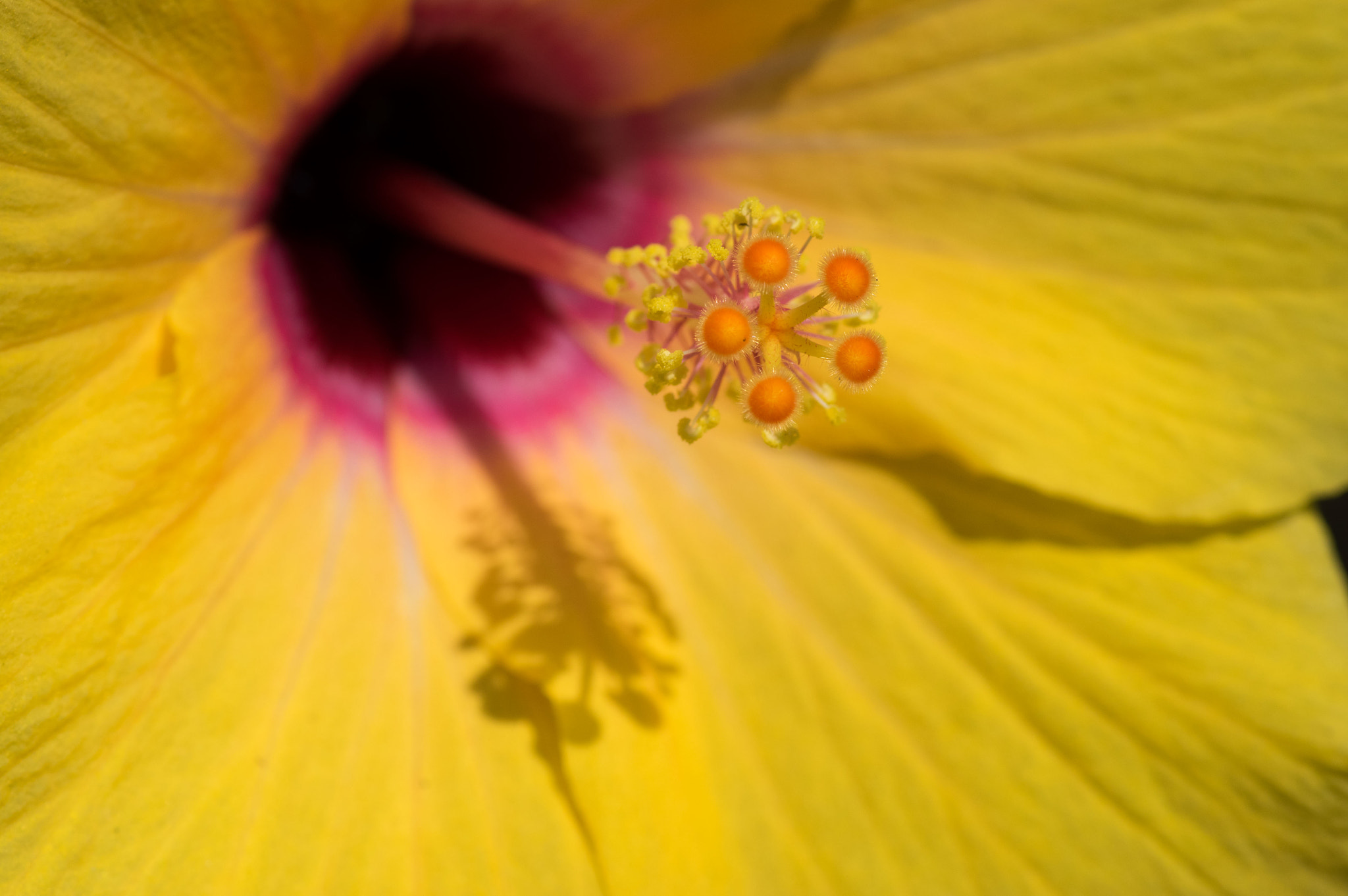 Pentax K-3 + Pentax smc D-FA 100mm F2.8 Macro WR sample photo