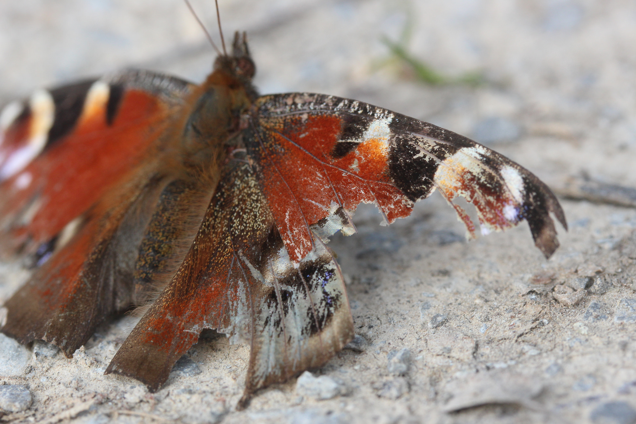 Canon EF-S 60mm F2.8 Macro USM sample photo. Still beautifull photography