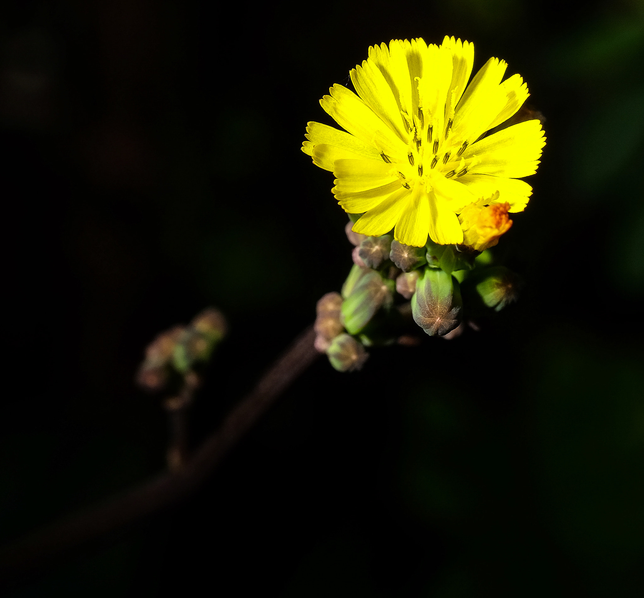 Fujifilm X-E2 + Fujifilm XF 60mm F2.4 R Macro sample photo