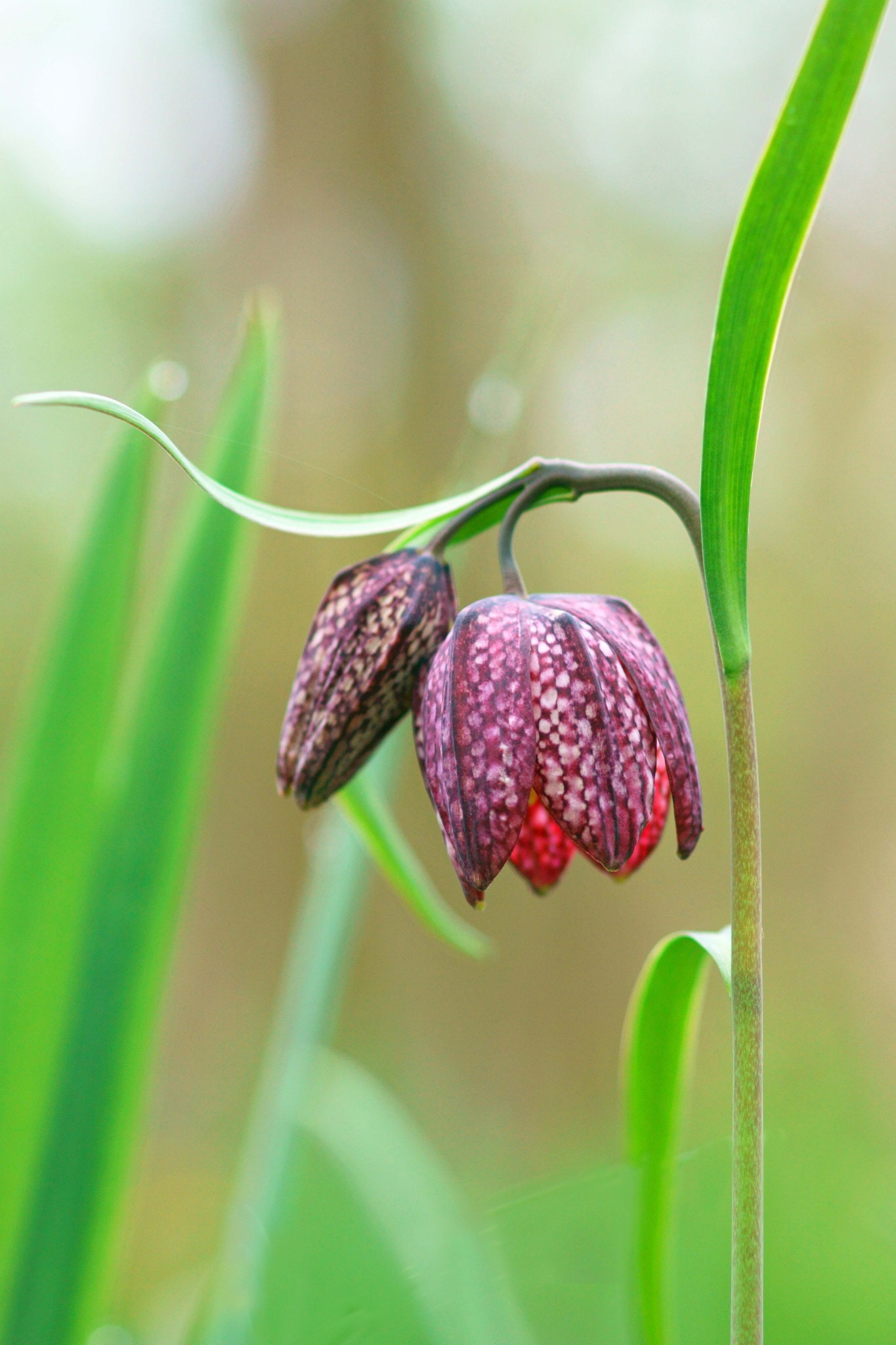 Sony ILCA-77M2 + Tamron SP AF 90mm F2.8 Di Macro sample photo. Leper lily photography