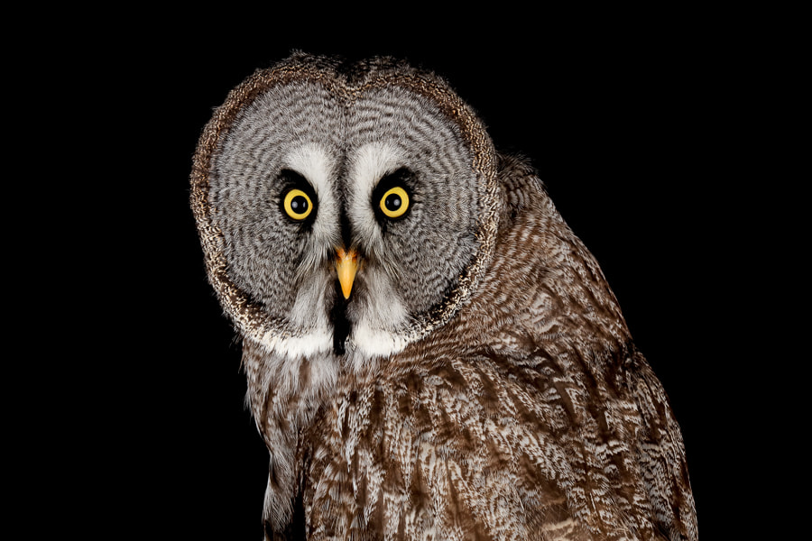 Canon EOS 5DS + Canon EF 135mm F2L USM sample photo. Great grey owl photography