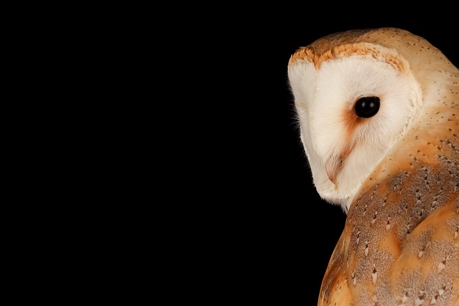 Canon EOS 5DS + Canon EF 135mm F2L USM sample photo. Barn owl photography