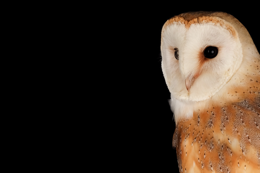 Canon EOS 5DS + Canon EF 135mm F2L USM sample photo. Barn owl photography