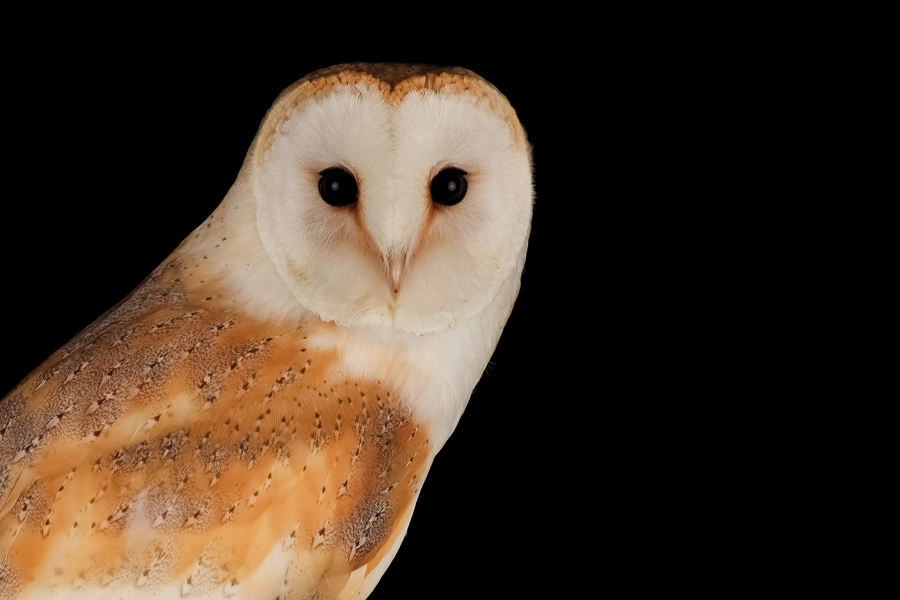 Canon EOS 5DS sample photo. Barn owl photography