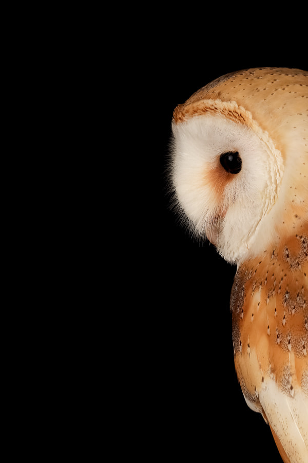 Canon EOS 5DS sample photo. Barn owl photography