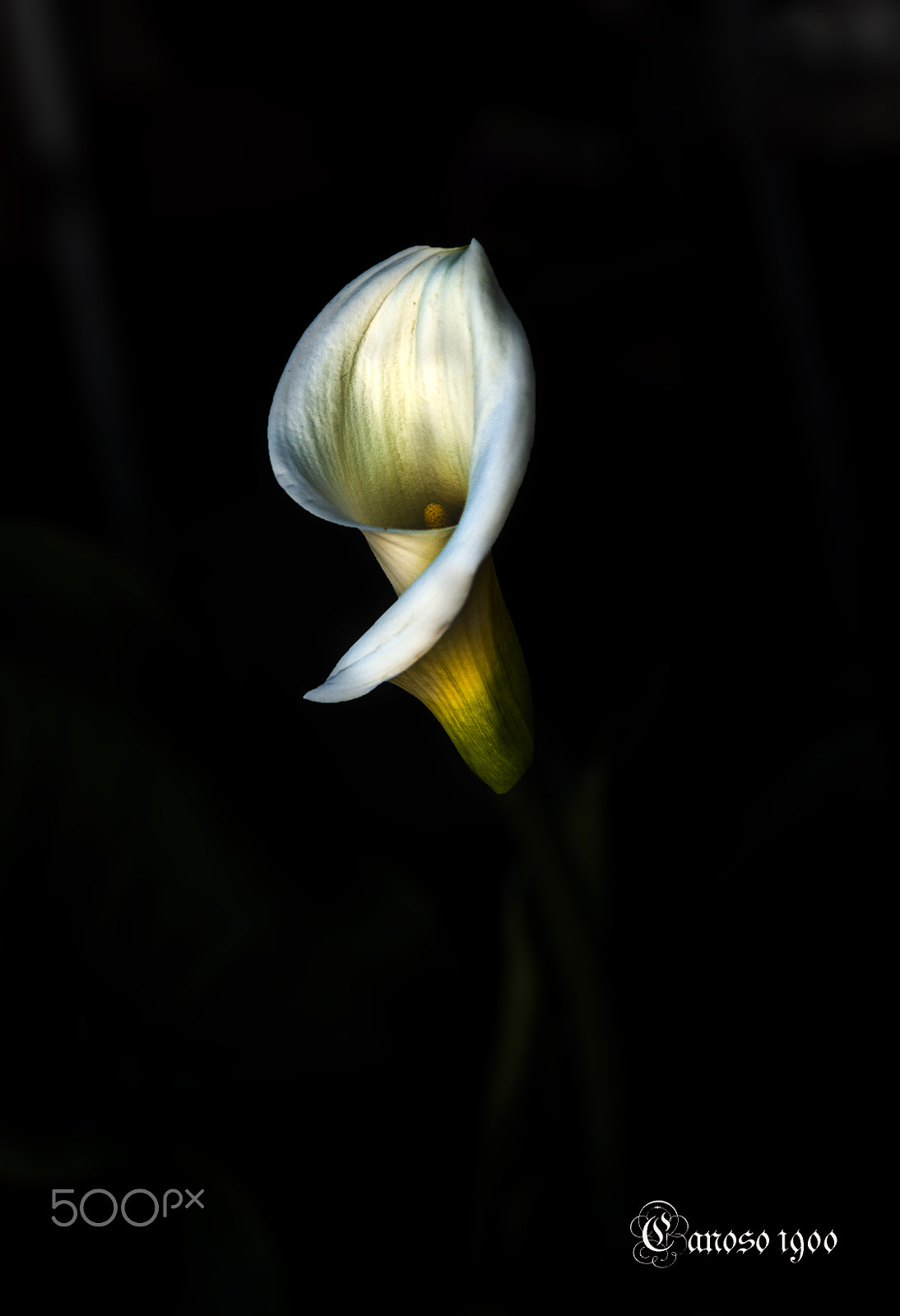 Nikon D700 sample photo. Flor photography