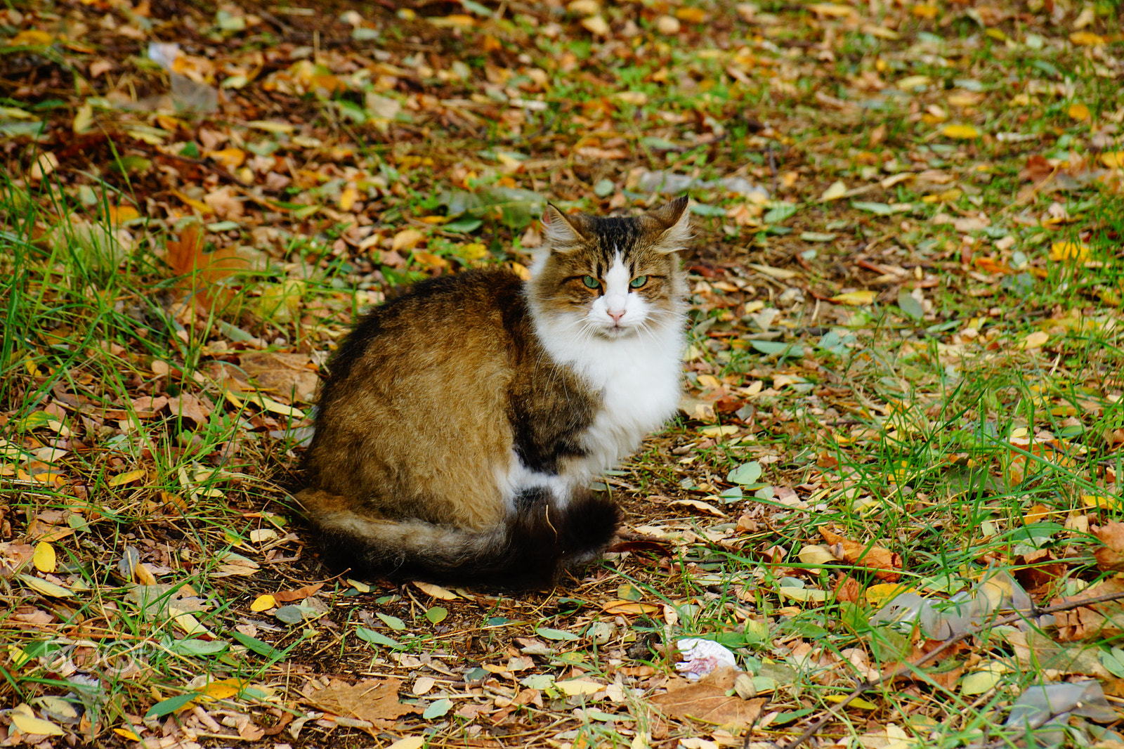 Sony SLT-A77 + Sony DT 18-135mm F3.5-5.6 SAM sample photo. Puffy cat photography