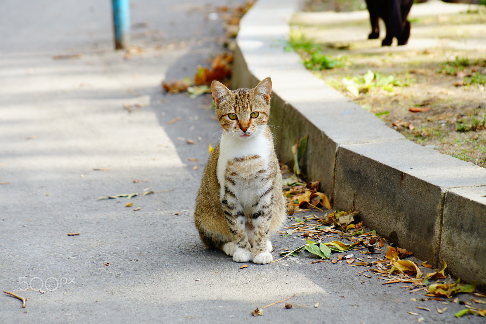 Sony DT 18-135mm F3.5-5.6 SAM sample photo. Stray kitten photography