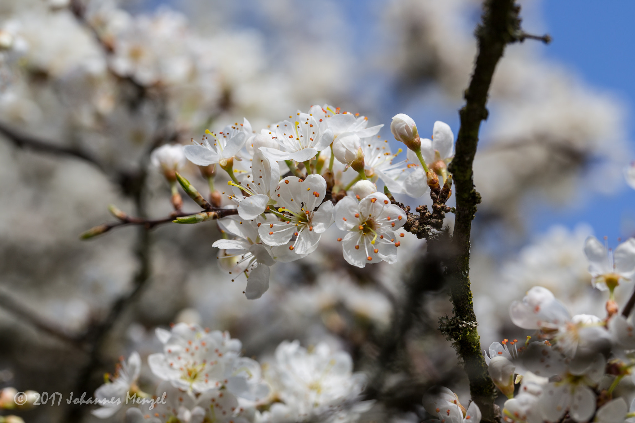 Canon EF 100mm F2.8L Macro IS USM sample photo. Sloe flowers photography
