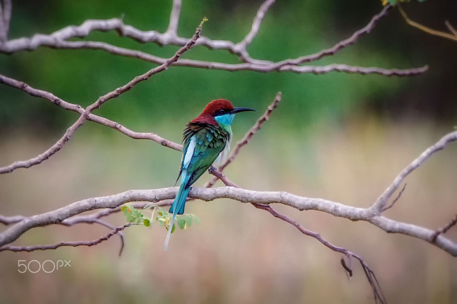 Sony ILCA-77M2 + Sony 70-400mm F4-5.6 G SSM II sample photo. Blue-throated bee-eater photography