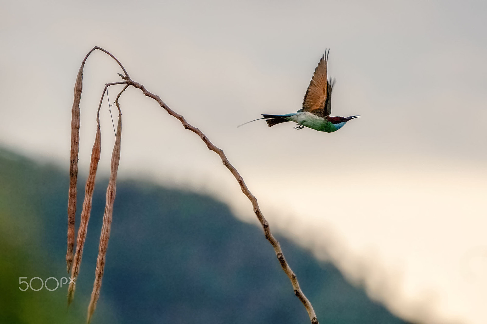 Sony ILCA-77M2 + Sony 70-400mm F4-5.6 G SSM II sample photo. Blue-throated bee-eater photography