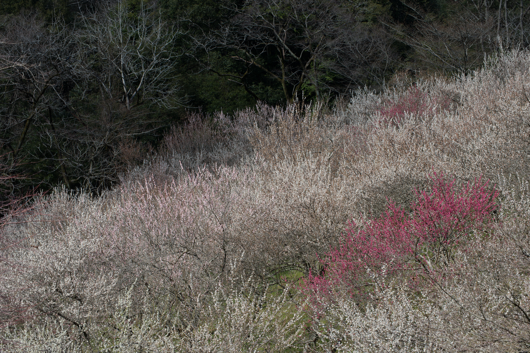 Nikon D800 sample photo. Plum forest photography