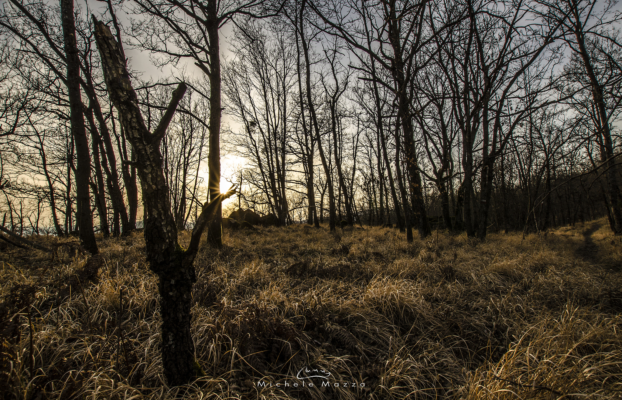 Nikon D5100 + Sigma 10-20mm F3.5 EX DC HSM sample photo. Into the woods photography