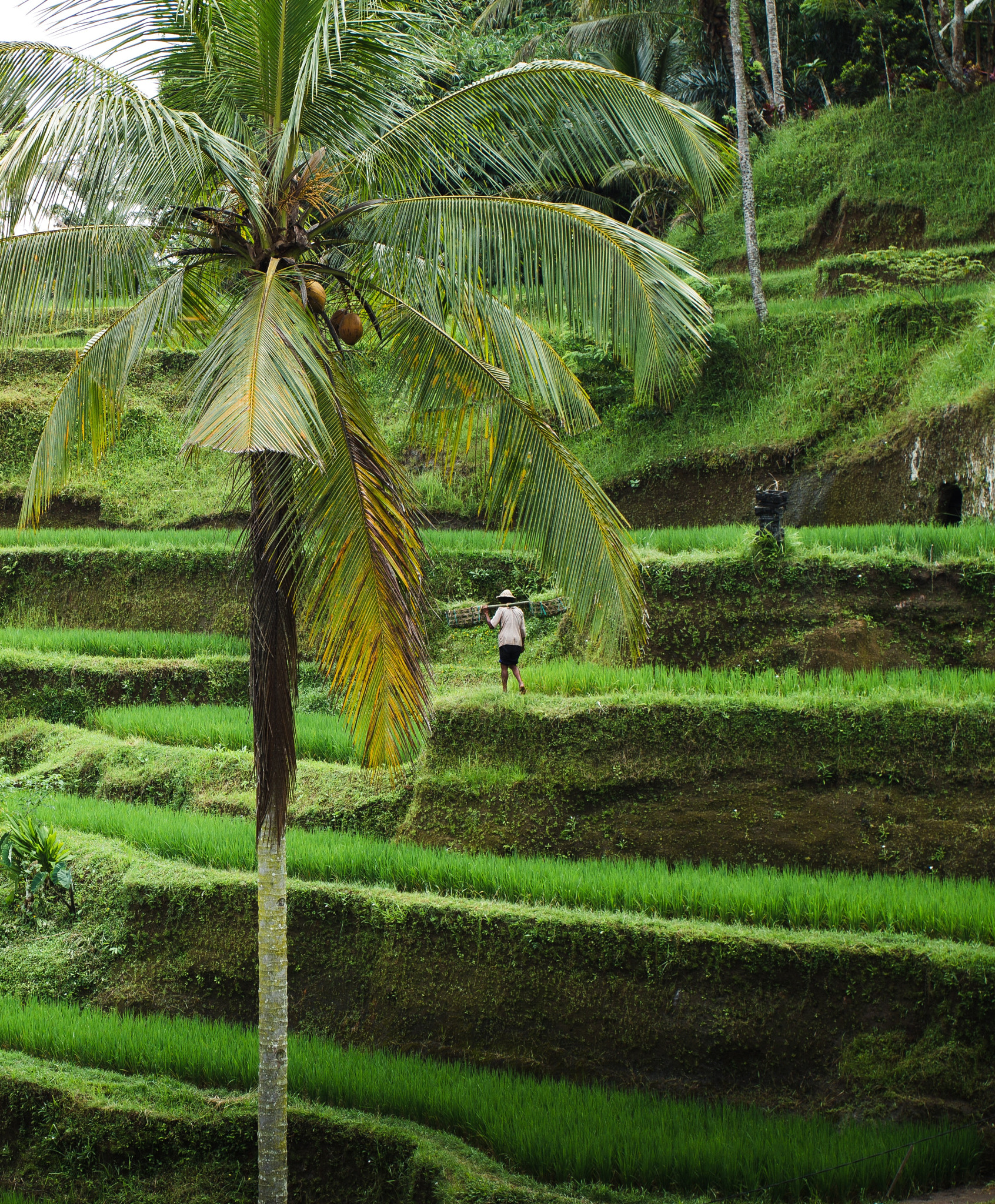 Canon EOS 700D (EOS Rebel T5i / EOS Kiss X7i) sample photo. Balinese rice field work photography