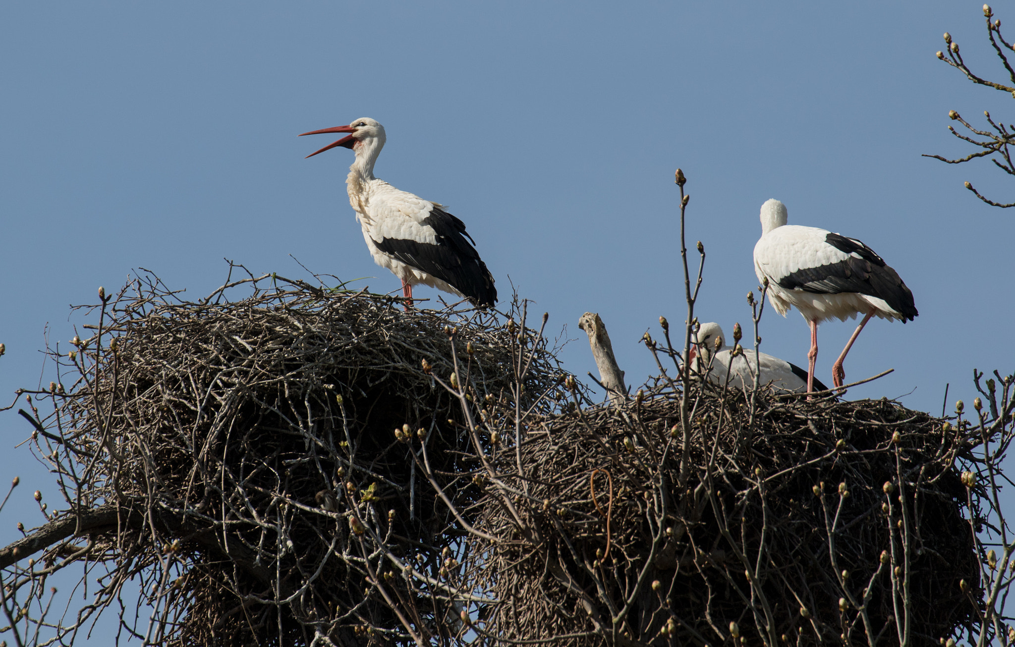 Canon EF 70-300mm F4-5.6L IS USM sample photo. 065a8551_2.jpg photography